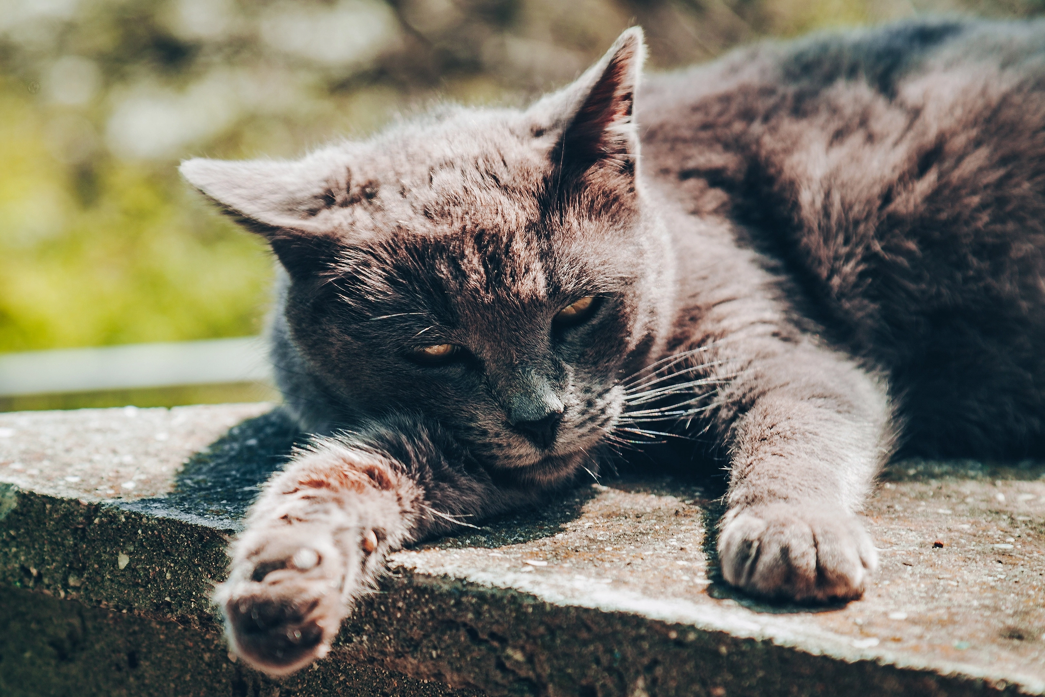 Crimean street cats - My, Street photography, cat, The photo, Crimea, Longpost