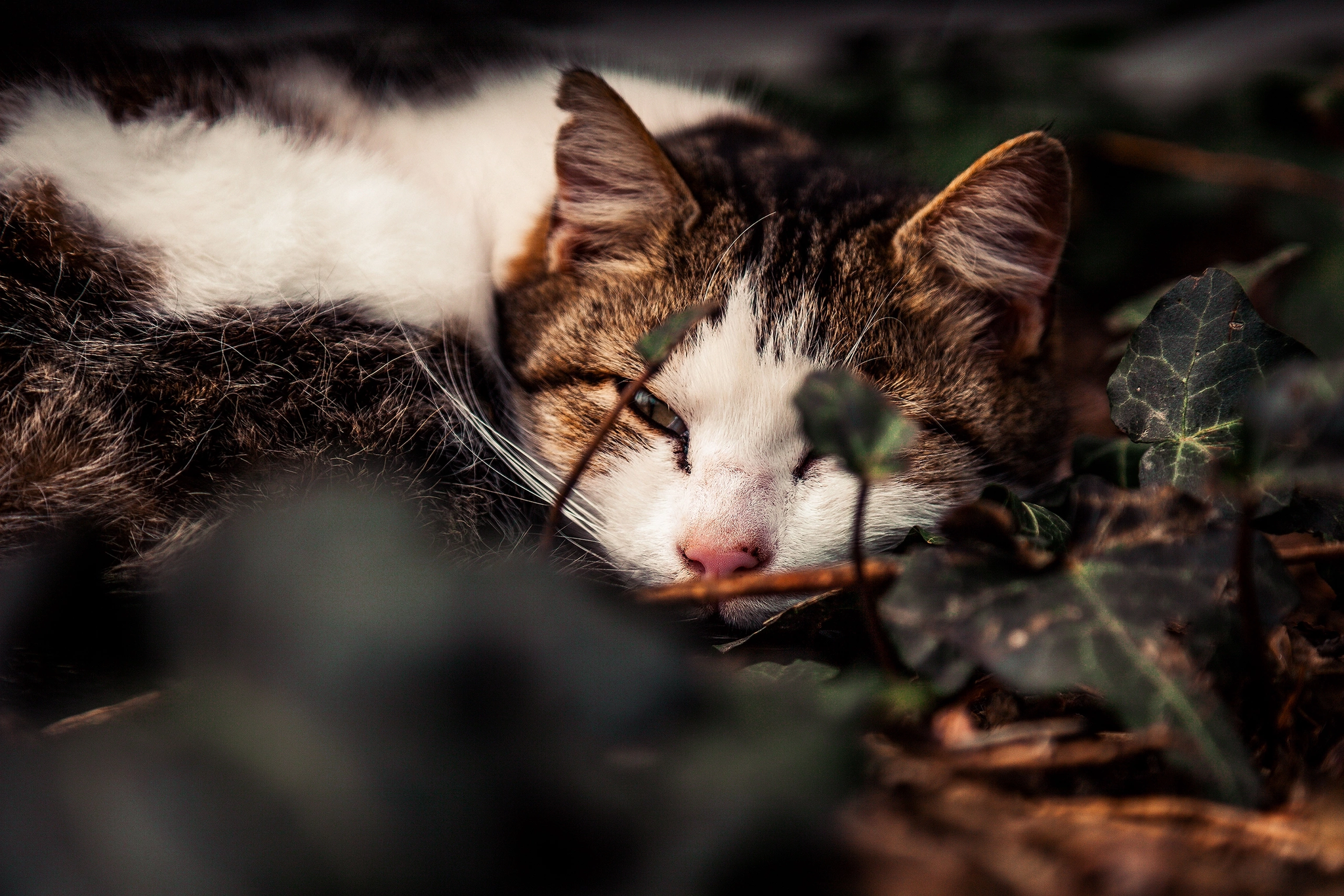 Crimean street cats - My, Street photography, cat, The photo, Crimea, Longpost