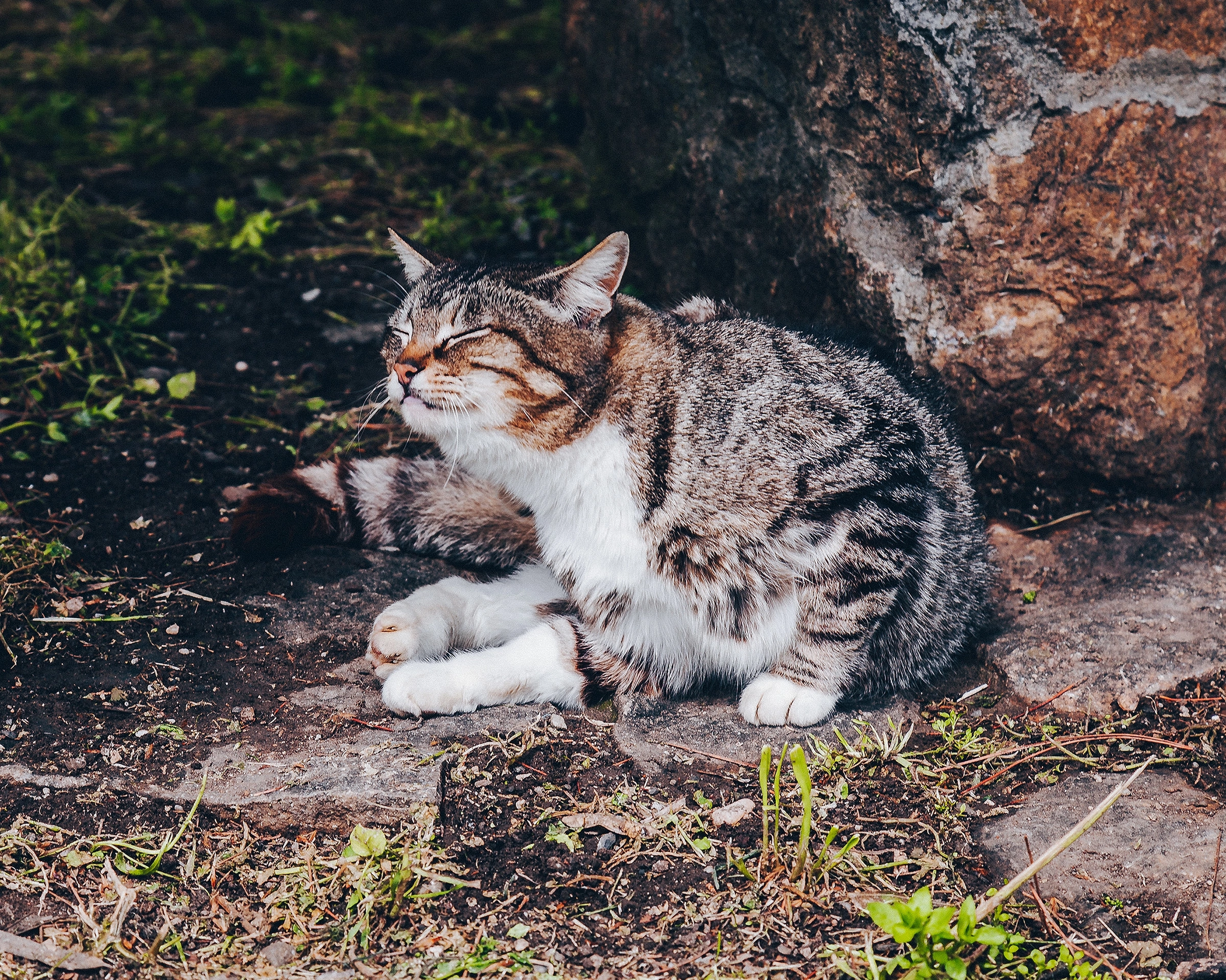 Крымские уличные котЕки - Моё, Уличная фотография, Кот, Фотография, Крым, Длиннопост