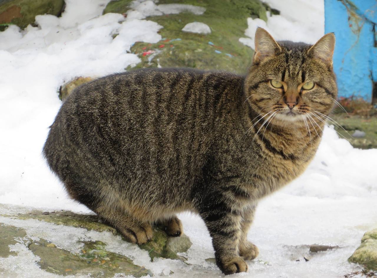 Серьезный - Кот, Фотография