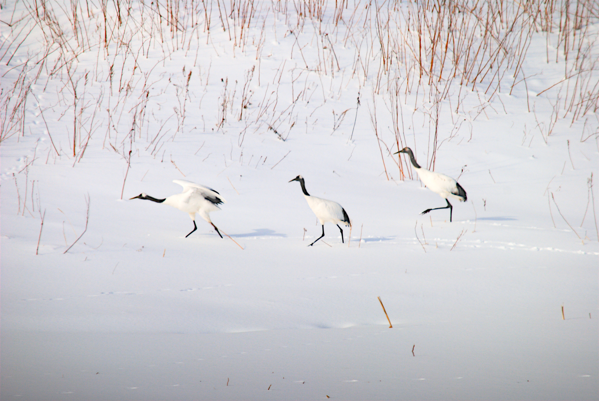 Gift from the Island - My, The photo, Reserves and sanctuaries, South Kurils, Kunashir, Japanese Crane, Red Book, Birds, Rare view, Longpost