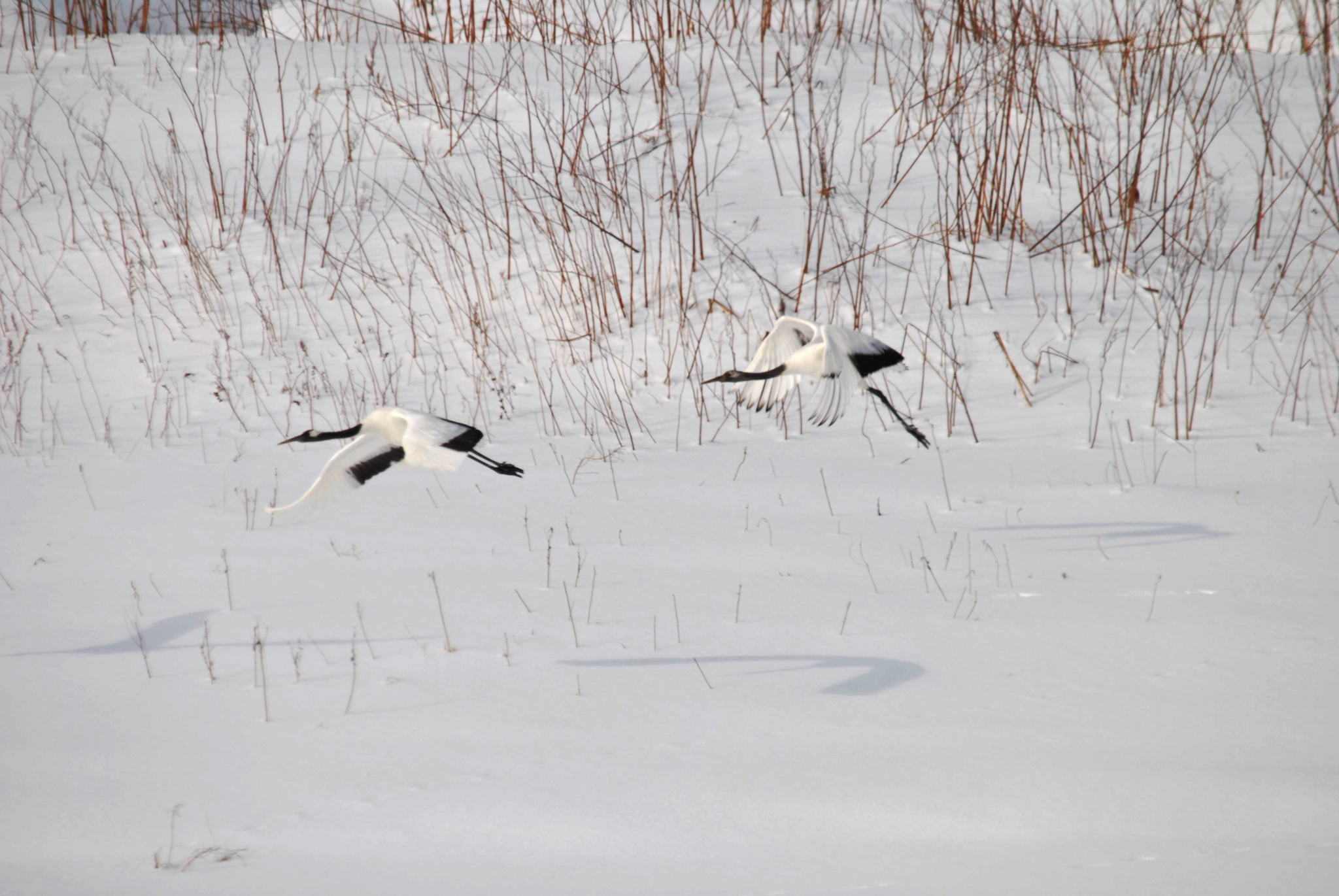 Gift from the Island - My, The photo, Reserves and sanctuaries, South Kurils, Kunashir, Japanese Crane, Red Book, Birds, Rare view, Longpost