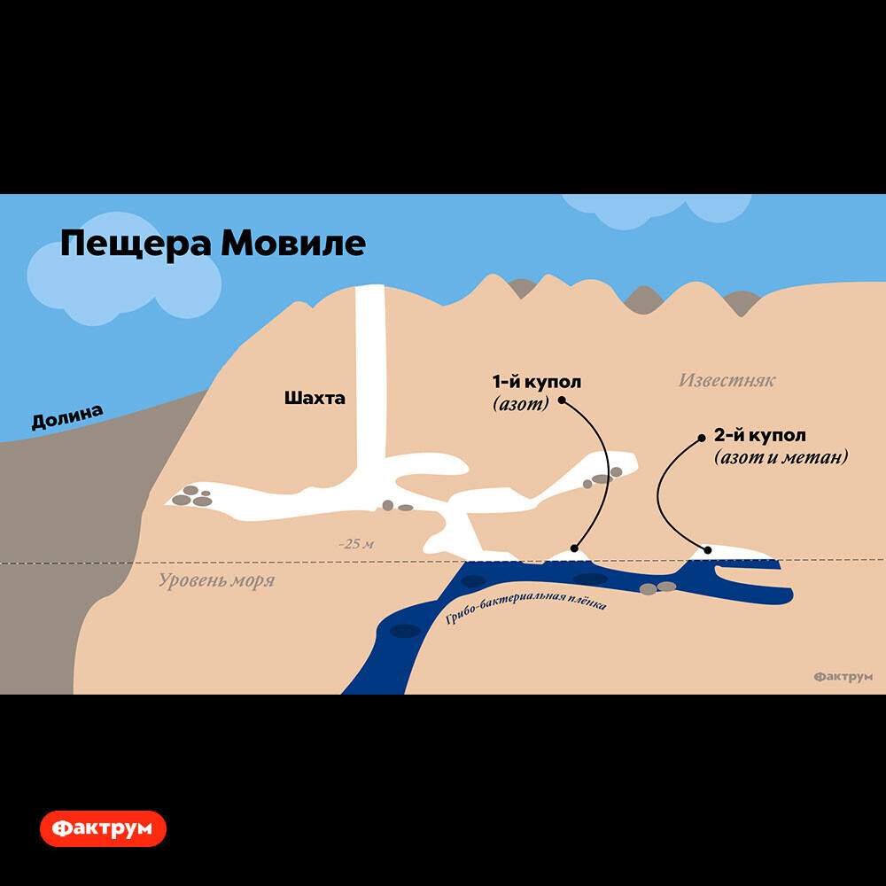 Movile Cave and its unique inhabitants, which can not be found anywhere else on Earth - Factrum, Informative, Facts, Caves, Animals, Longpost, Picture with text