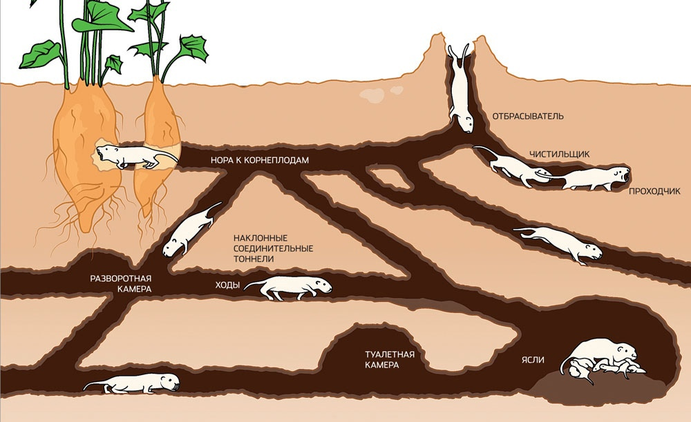 ETERNALLY YOUNG, FOREVER NAKED, FOREVER A DIGGER - Biology, Research, Nauchpop, Scientists, Informative, The science, Longpost, Animals, Rodents, Naked mole rats