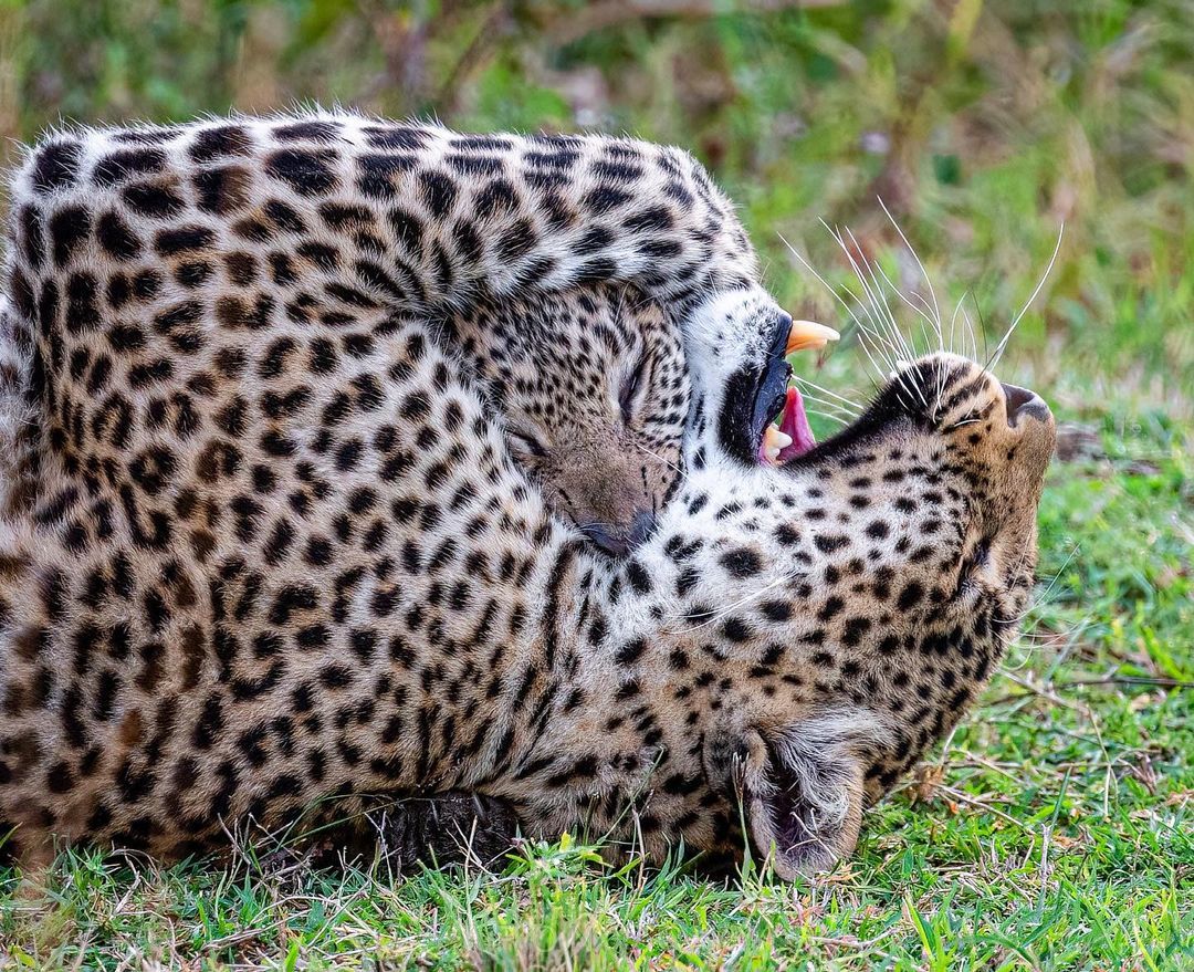 Mother's Hugs - Leopard, Big cats, Cat family, Predatory animals, Wild animals, wildlife, Reserves and sanctuaries, Africa, The photo, Animal games, Hugs, Young