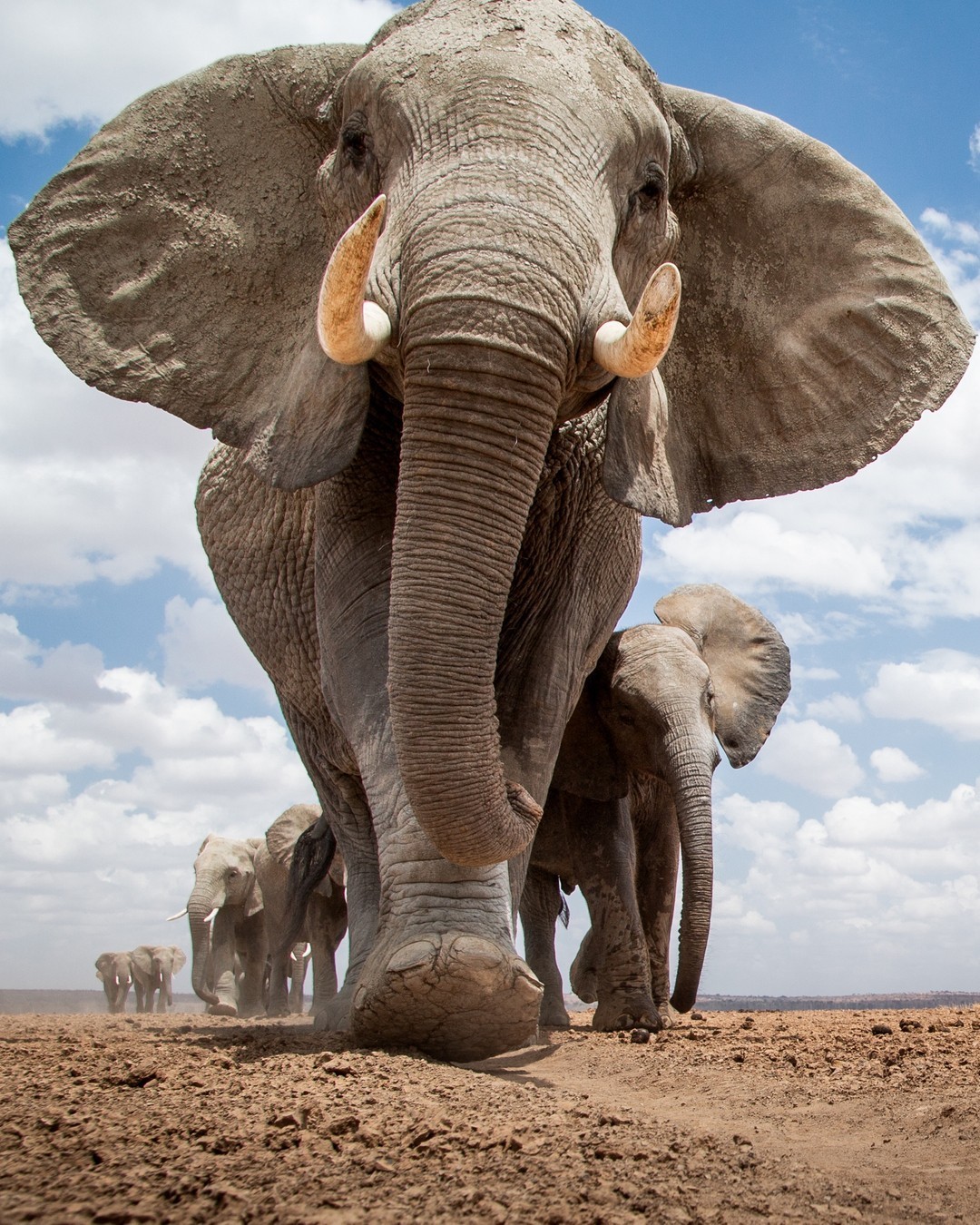 The last picture in a camera found in the desert - Elephants, Wild animals, wildlife, National park, Africa, The photo