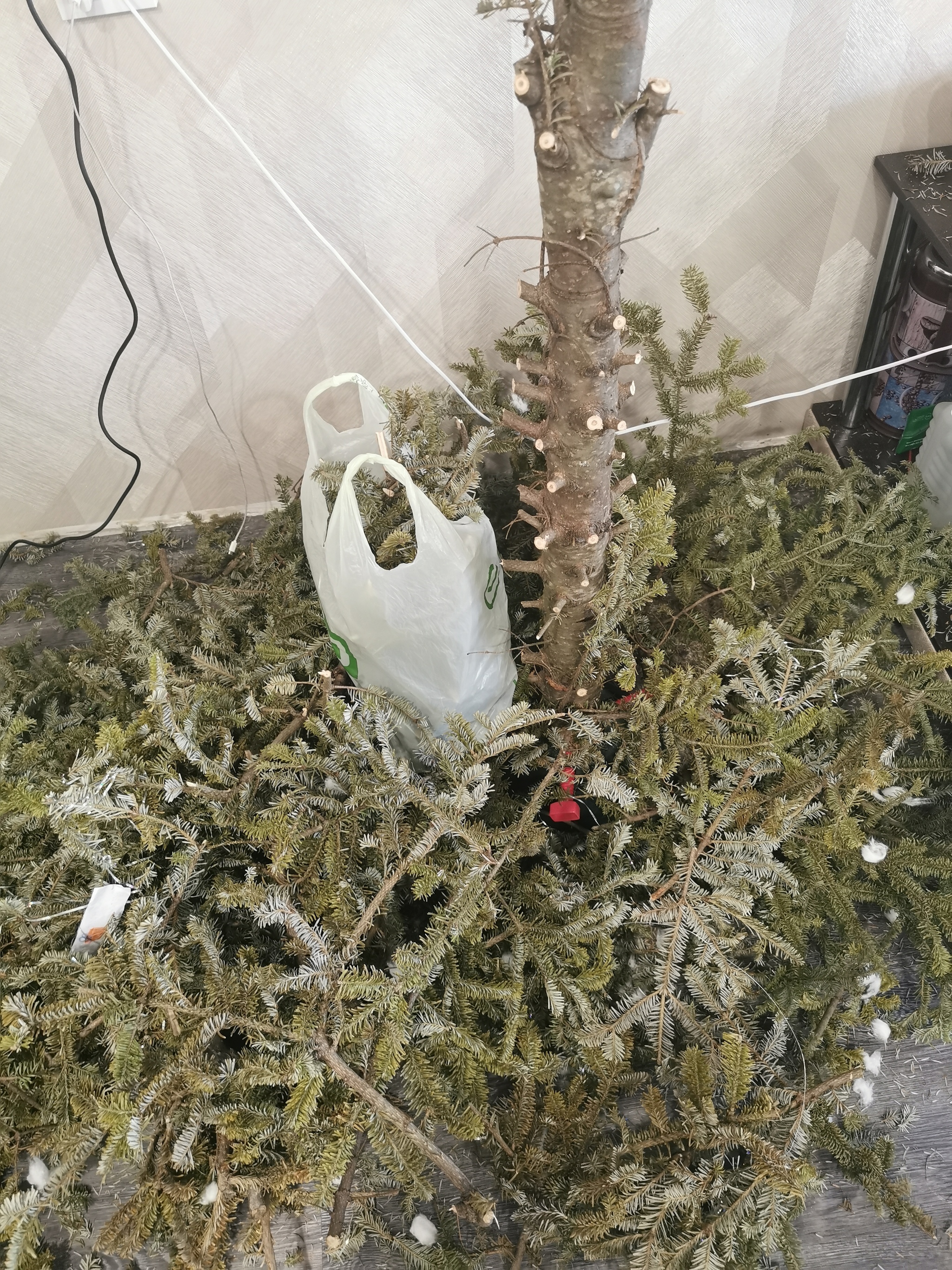 Remove the Christmas tree in St. Petersburg - My, Christmas tree, Dismemberment