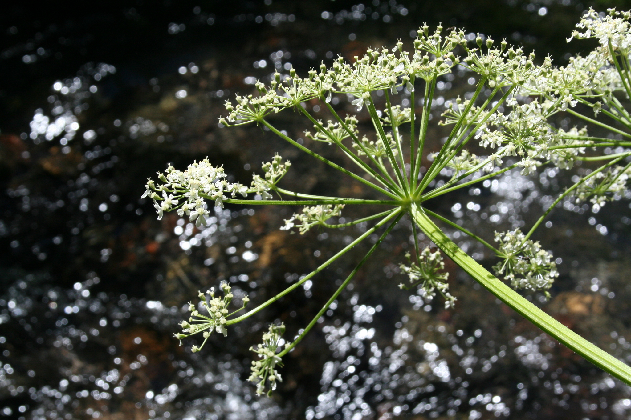 Hogweed - My, The photo, Nature, Elbrus, Flowers