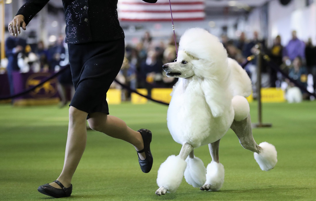 The First and Last Exhibition of the Moon - Dog show, Failure, Ball, The only one