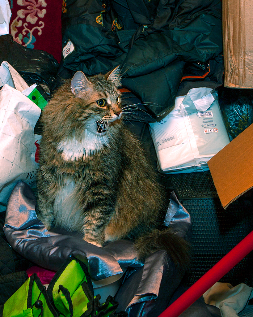 When you're sitting in the middle of a mess and yelling for fun. - My, cat, Siberian cat