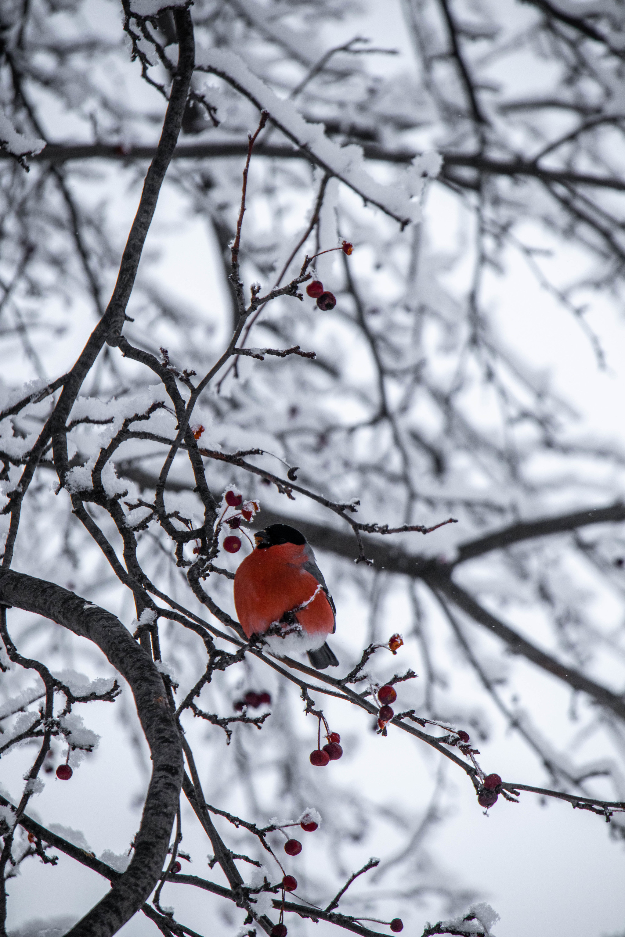 Bullfinches - My, Bullfinches, Winter, Birds, Longpost