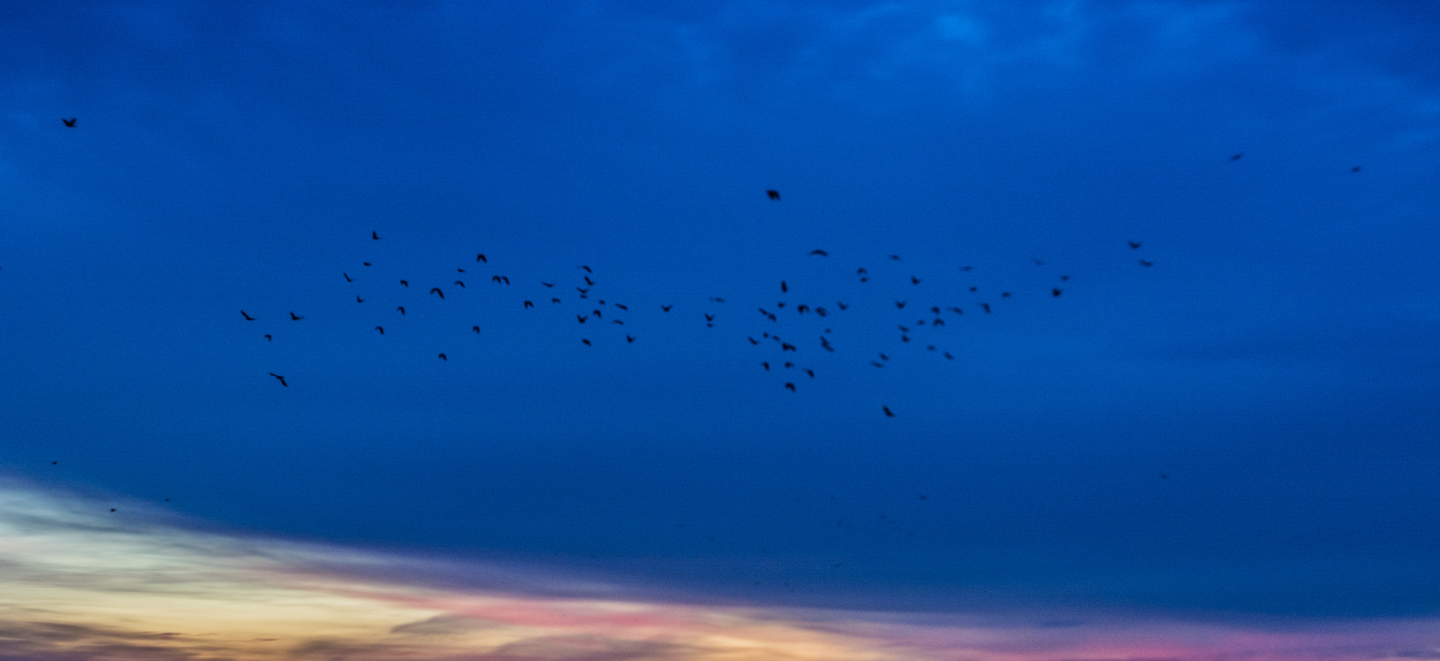 Dawn Twilight - My, Landscape, The photo, Town, Morning, Minsk, Republic of Belarus, Birds, Sky, Longpost