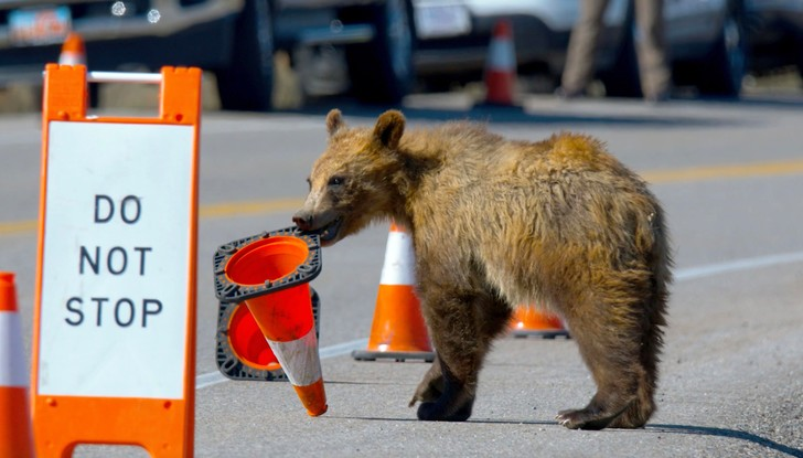 The cone is clearly not standing still - Teddy bears, The Bears, Grand Teton, National park, Wyoming, USA, The photo, Wild animals, Funny animals, Around the world, Road cone, Road, Longpost