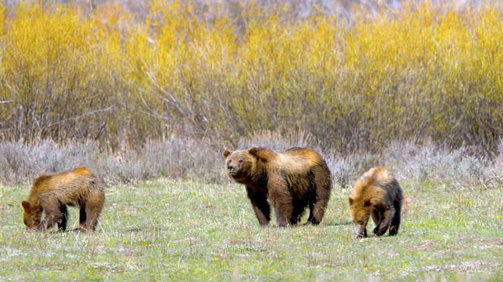 The cone is clearly not standing still - Teddy bears, The Bears, Grand Teton, National park, Wyoming, USA, The photo, Wild animals, Funny animals, Around the world, Road cone, Road, Longpost