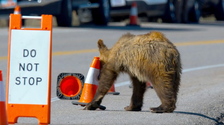 The cone is clearly not standing still - Teddy bears, The Bears, Grand Teton, National park, Wyoming, USA, The photo, Wild animals, Funny animals, Around the world, Road cone, Road, Longpost