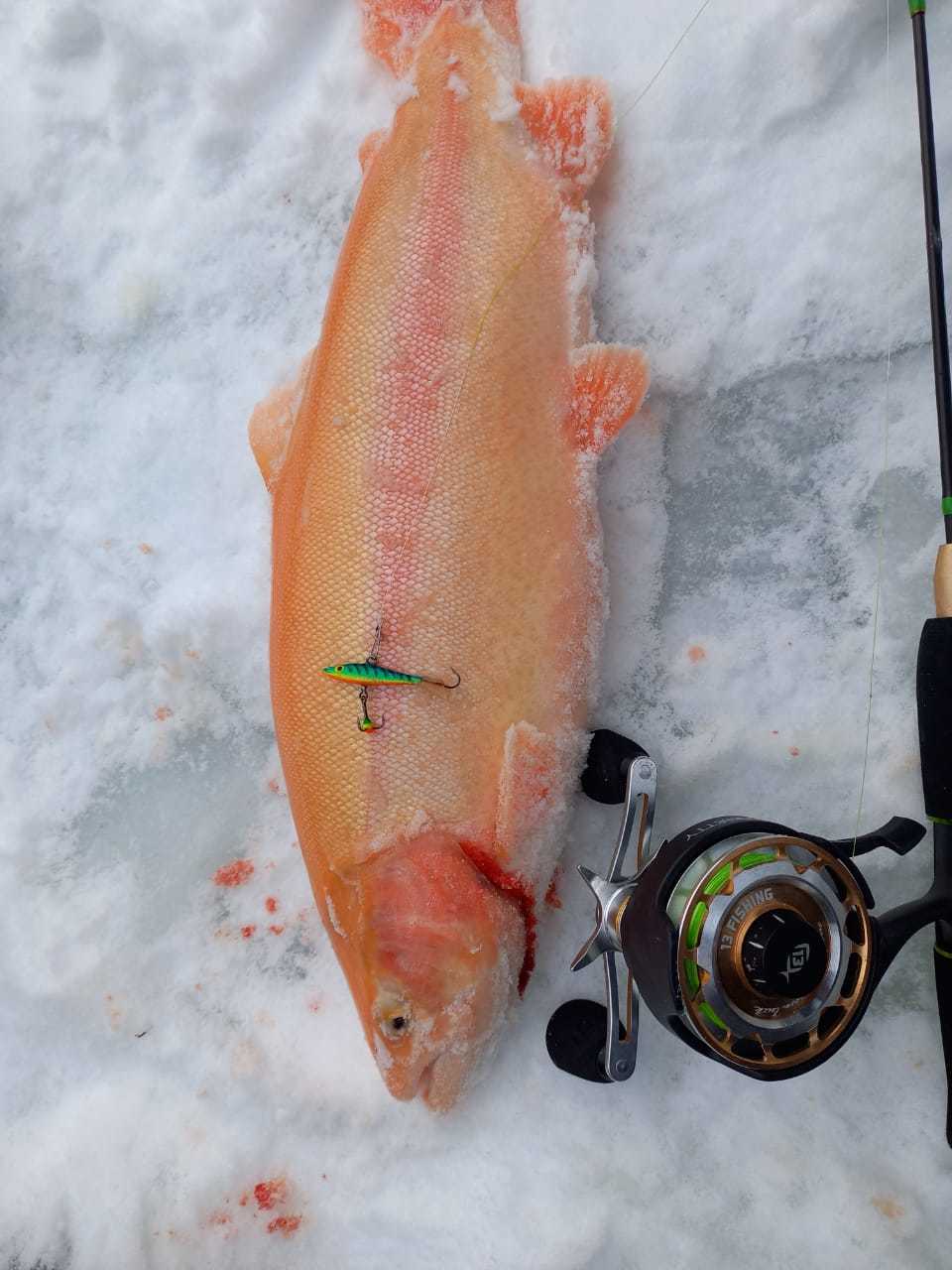 Photo fish. My most beautiful fish this winter - My, Fishing, A fish, Winter, The photo, Ice, Video editing, Rukozhop, Video, Longpost, Video blog