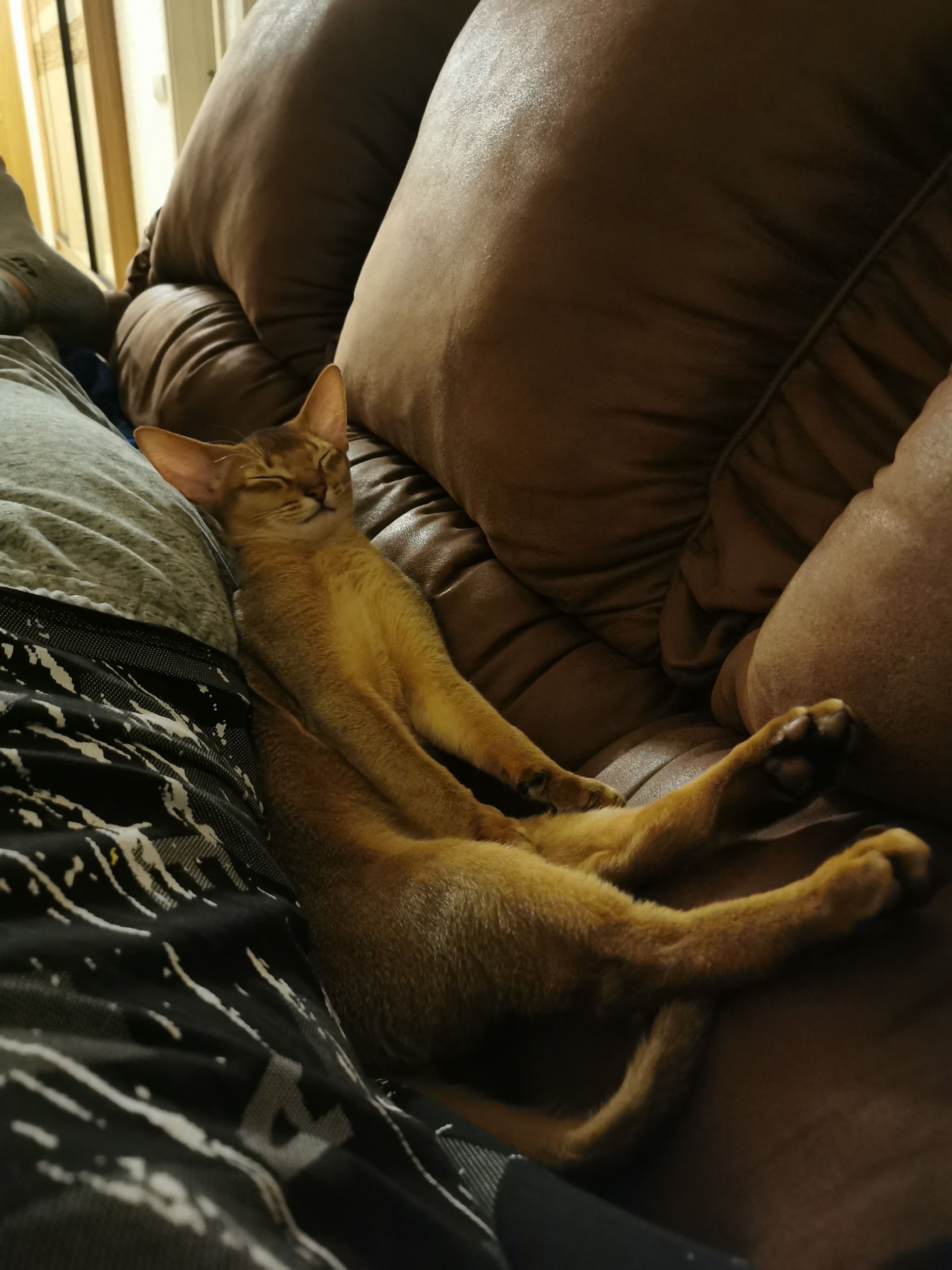 Ran over and fell asleep - My, cat, Baldezh, Abyssinian cat, Dream