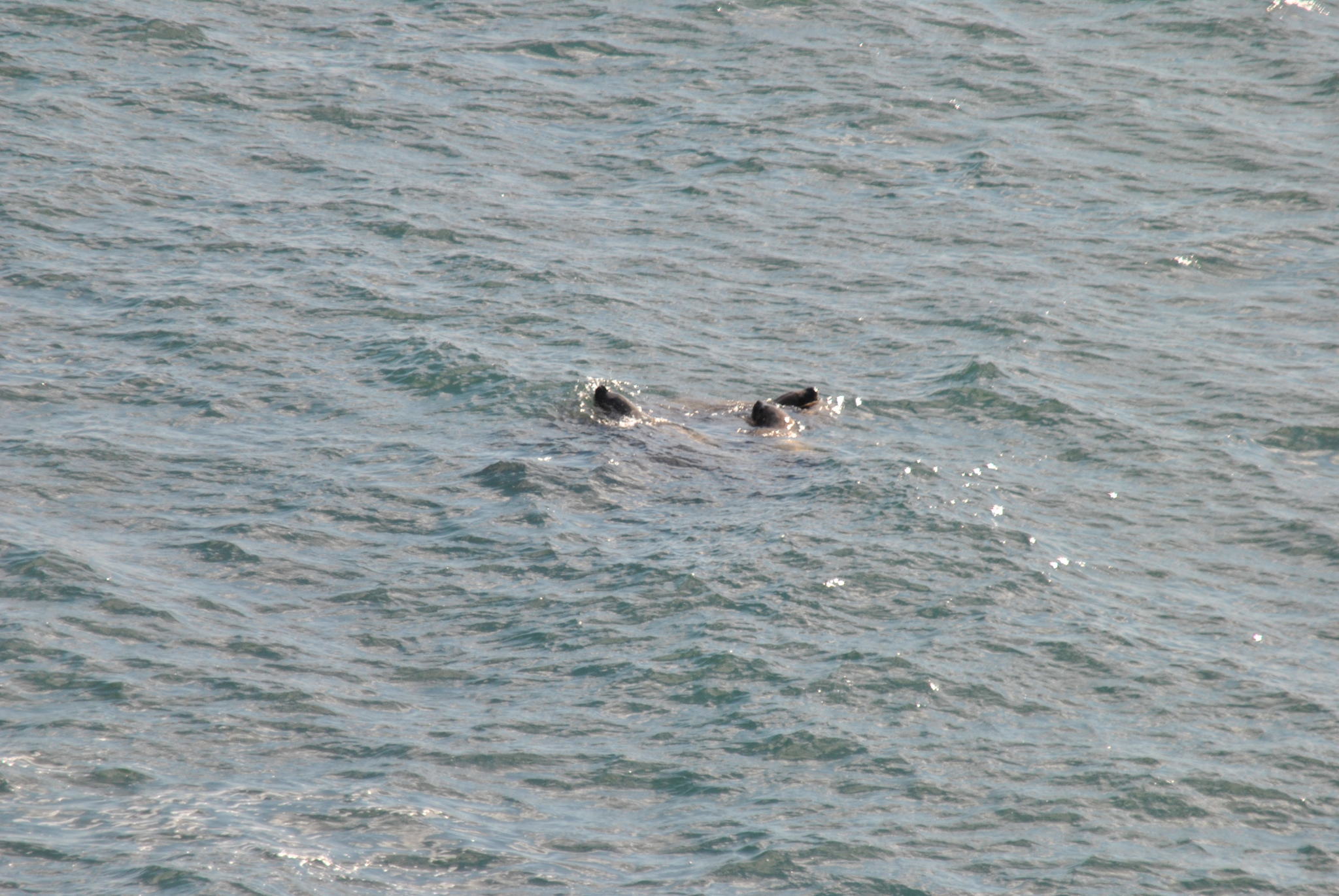 A few seals - My, Reserves and sanctuaries, South Kurils, Seal, Sea lions, The photo, Kunashir, Longpost