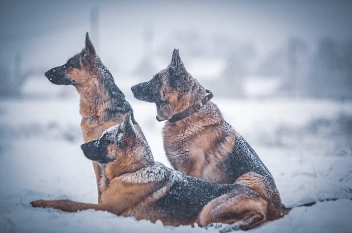 Guarding Winter - My, German Shepherd, Dog, Winter, The photo, Snowfall