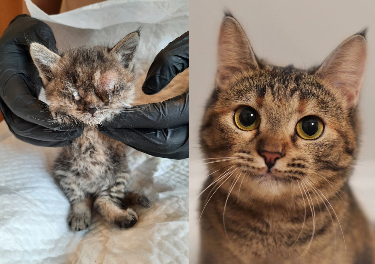 How kittens grew up: photos at 3 weeks and 9 months - My, cat, The photo, Pets, Milota, Fluffy, Kittens, It Was-It Was, Kindness, Growing up, Video, Longpost