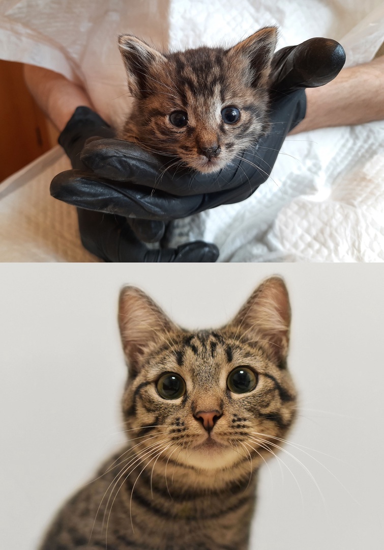 How kittens grew up: photos at 3 weeks and 9 months - My, cat, The photo, Pets, Milota, Fluffy, Kittens, It Was-It Was, Kindness, Growing up, Video, Longpost