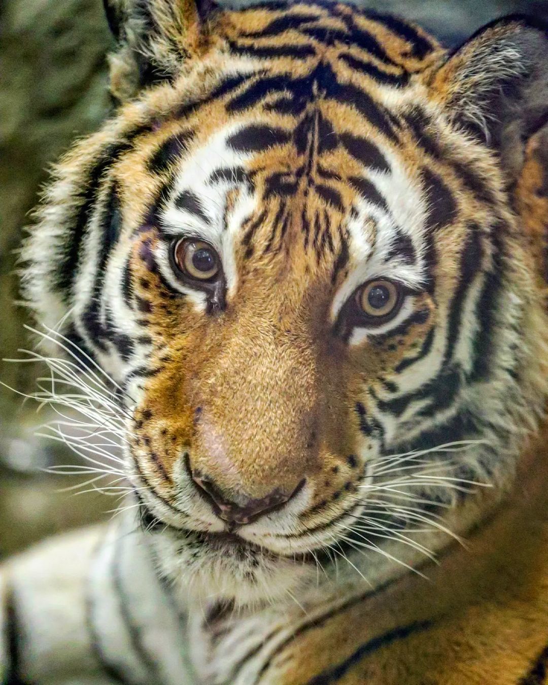 Well, who's going to pet the cat? - Cat family, Wild animals, Rare view, Predatory animals, Japan, Yokohama, Yokohama, Zoo, Big cats, Tiger, Amur tiger, Longpost