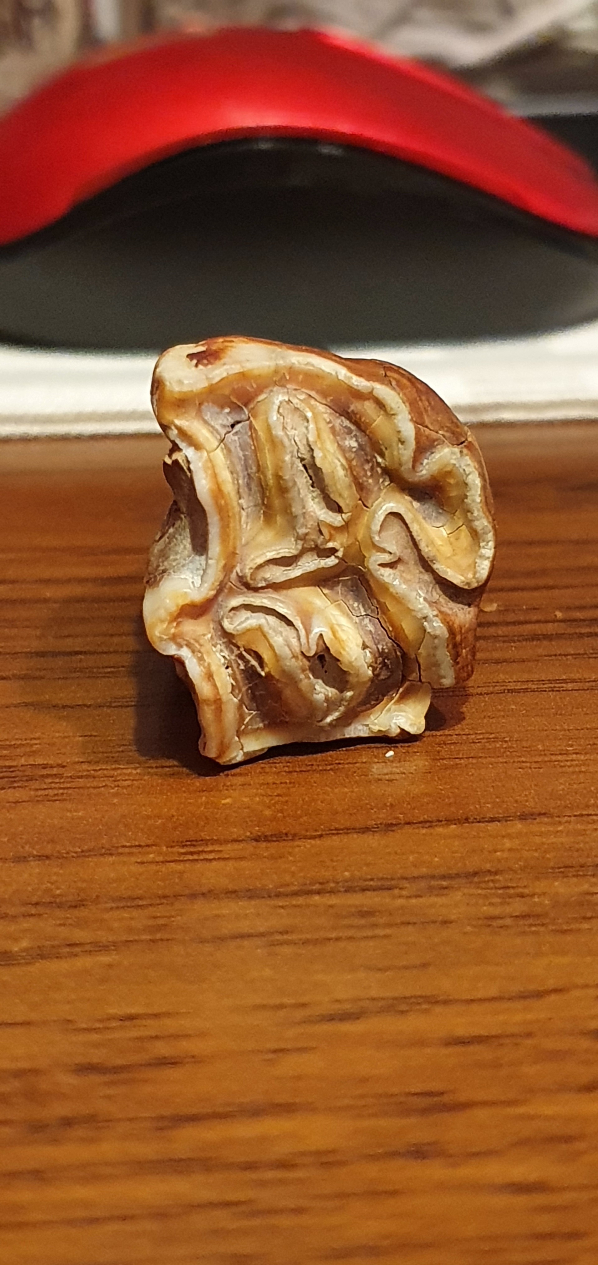 Help identify whose tooth - My, Teeth, Antiquity, Archeology, Find, Borovoe, Kazakhstan, Fossils, Longpost