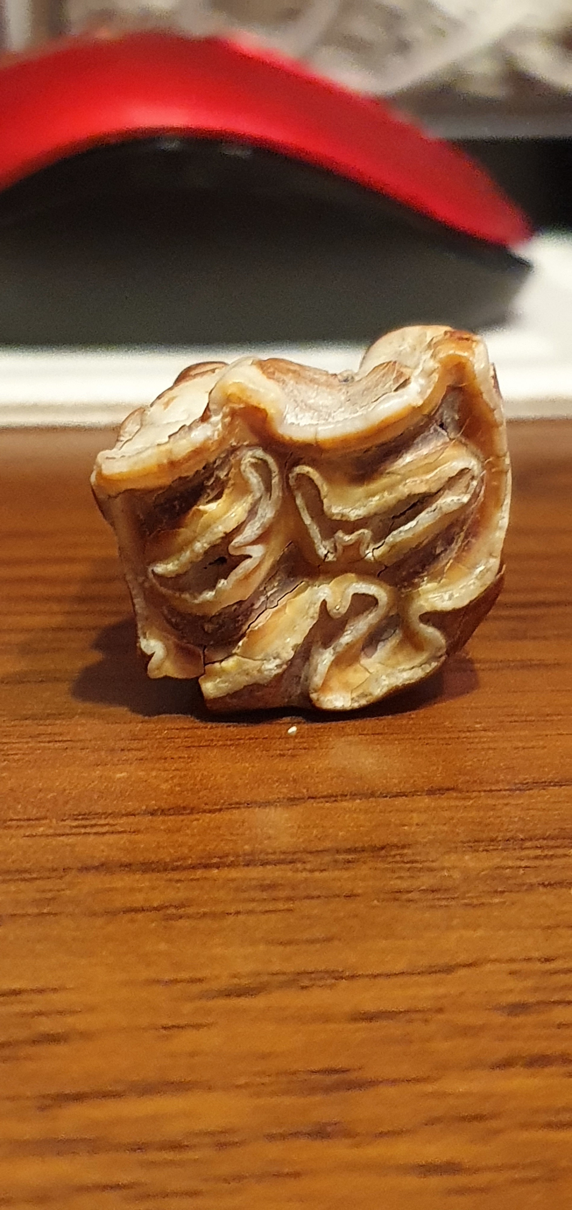 Help identify whose tooth - My, Teeth, Antiquity, Archeology, Find, Borovoe, Kazakhstan, Fossils, Longpost