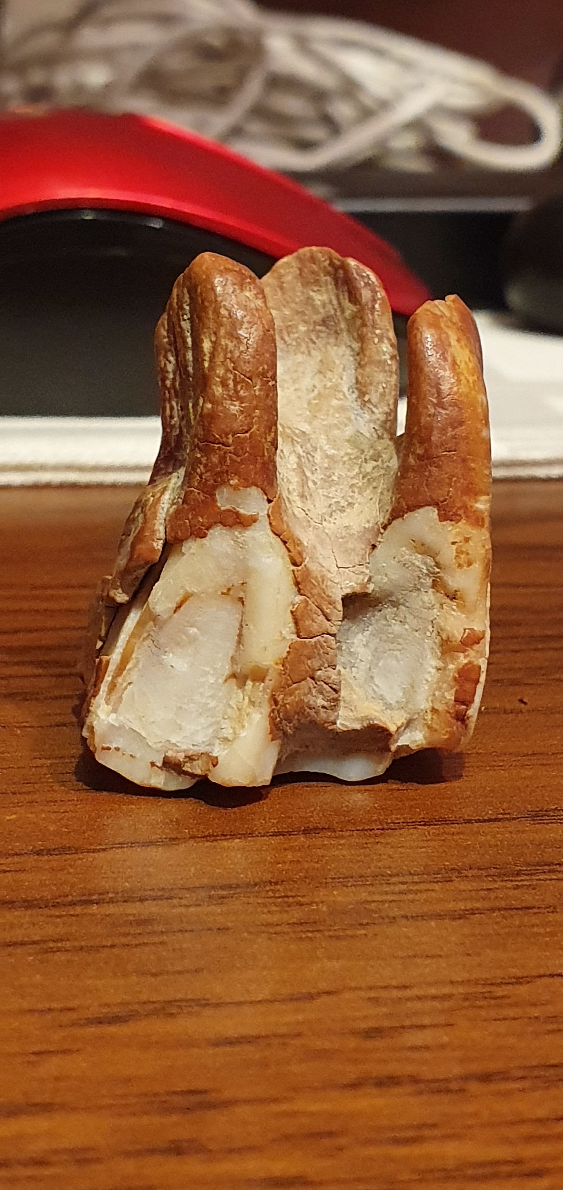 Help identify whose tooth - My, Teeth, Antiquity, Archeology, Find, Borovoe, Kazakhstan, Fossils, Longpost