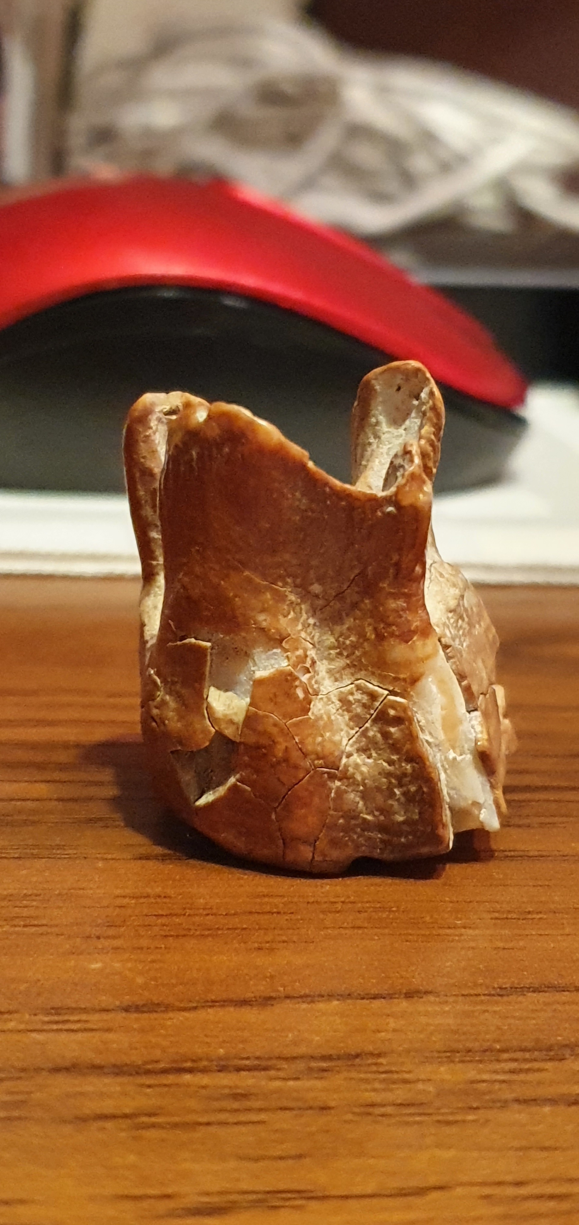 Help identify whose tooth - My, Teeth, Antiquity, Archeology, Find, Borovoe, Kazakhstan, Fossils, Longpost