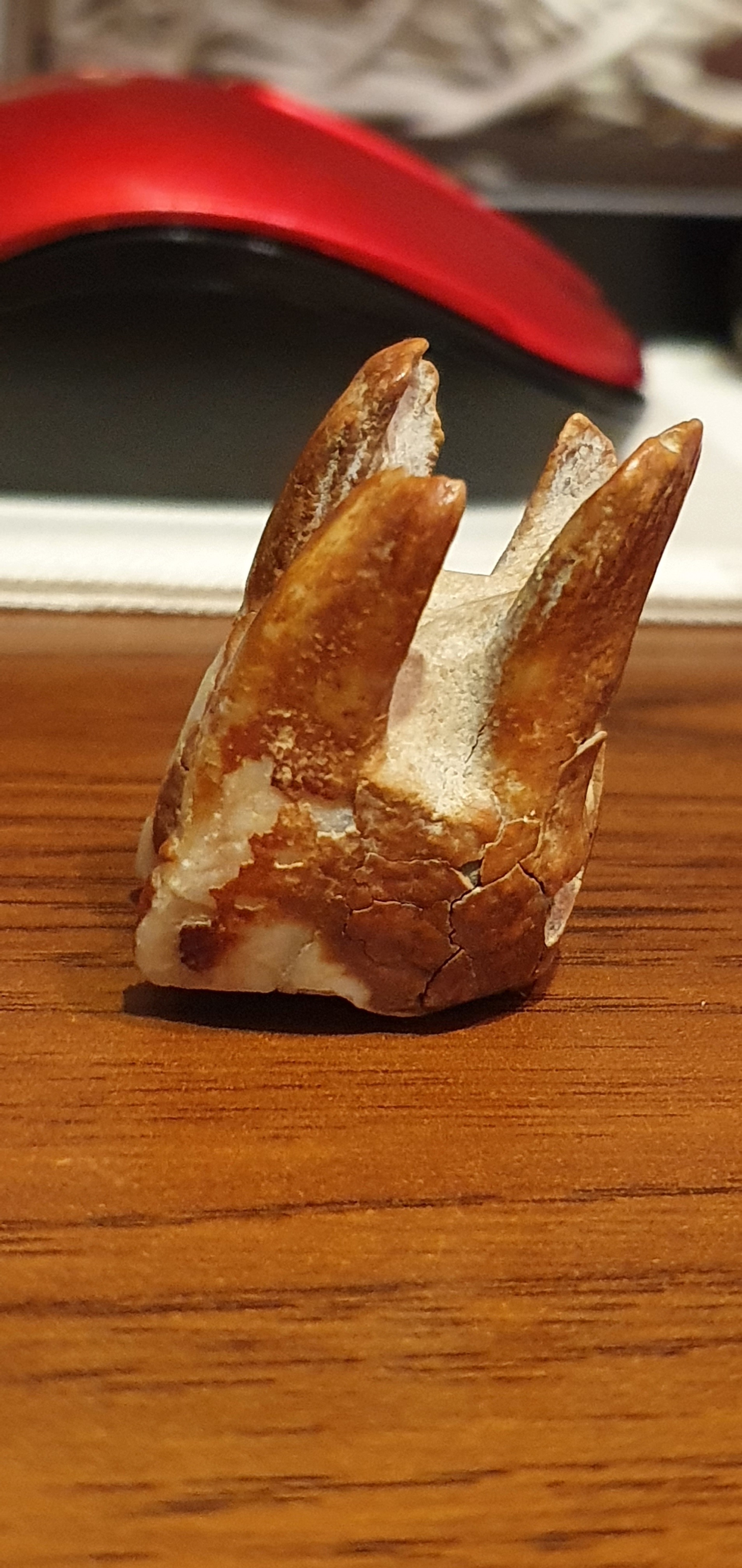 Help identify whose tooth - My, Teeth, Antiquity, Archeology, Find, Borovoe, Kazakhstan, Fossils, Longpost