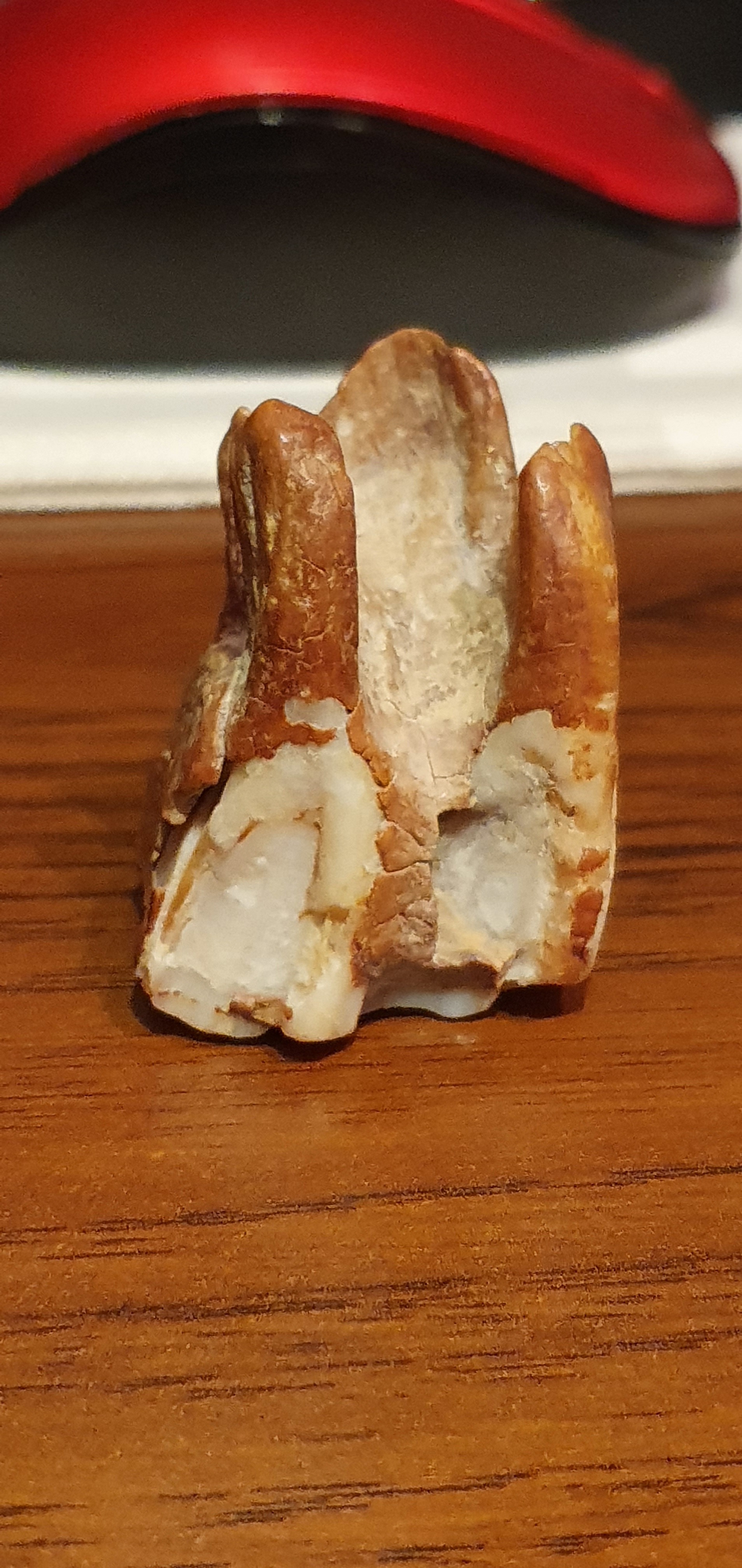 Help identify whose tooth - My, Teeth, Antiquity, Archeology, Find, Borovoe, Kazakhstan, Fossils, Longpost