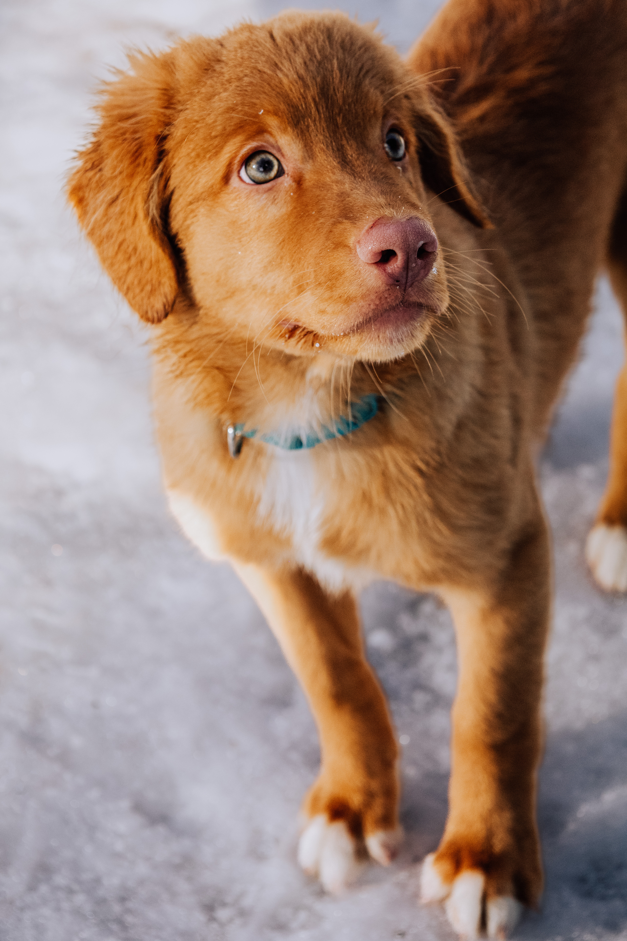 картинки собак породы новошотландский ретривер фото