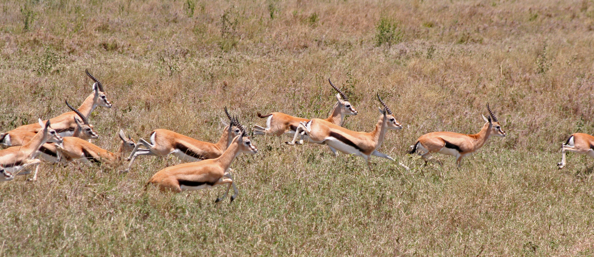 All for one: how life in a group helps animals escape from predators - Wild animals, Predatory animals, Protection, Interesting, Around the world, Video, Longpost