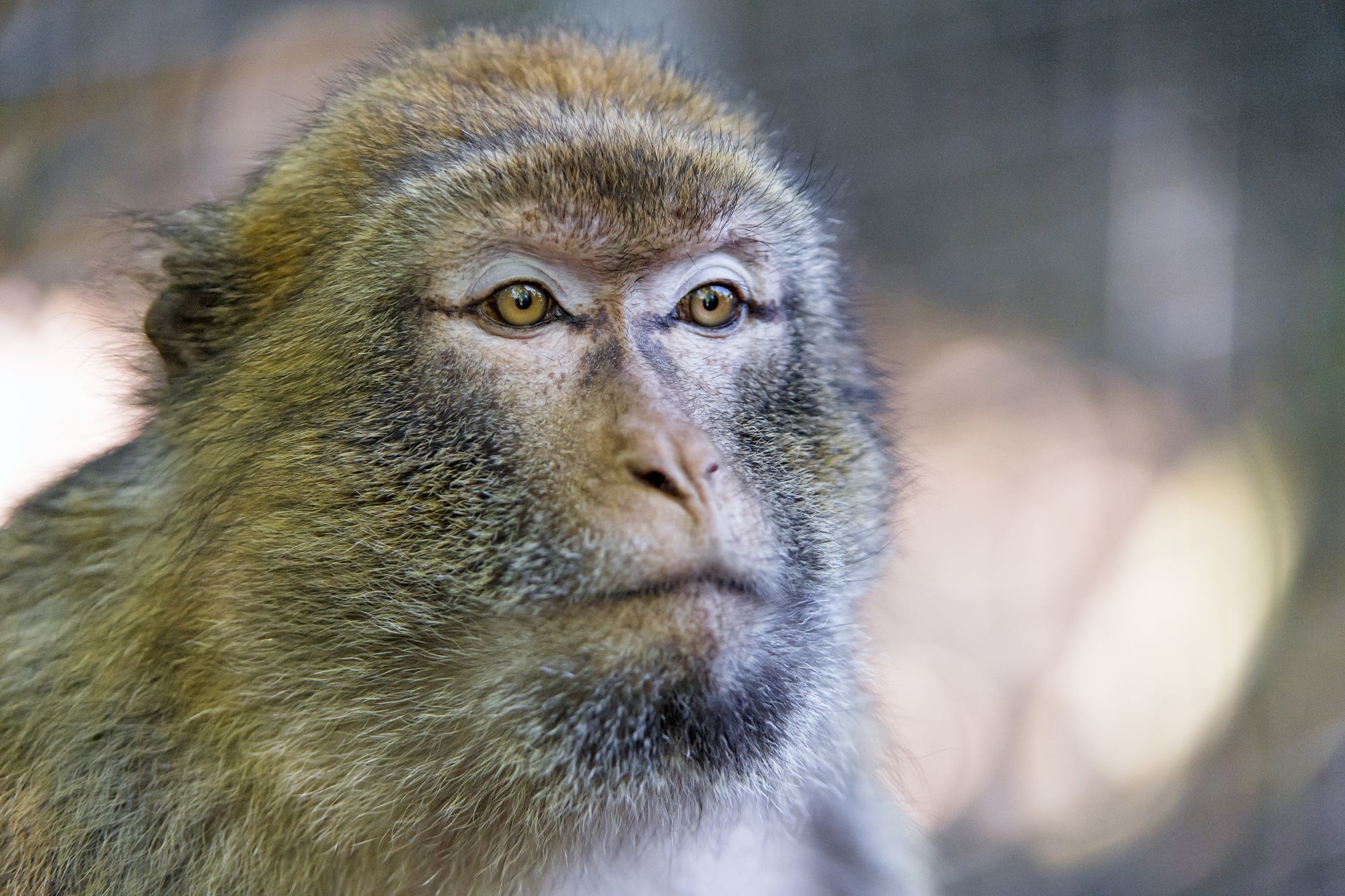 Macaque - Toque, Primates, Wild animals, Zoo, The photo, Longpost