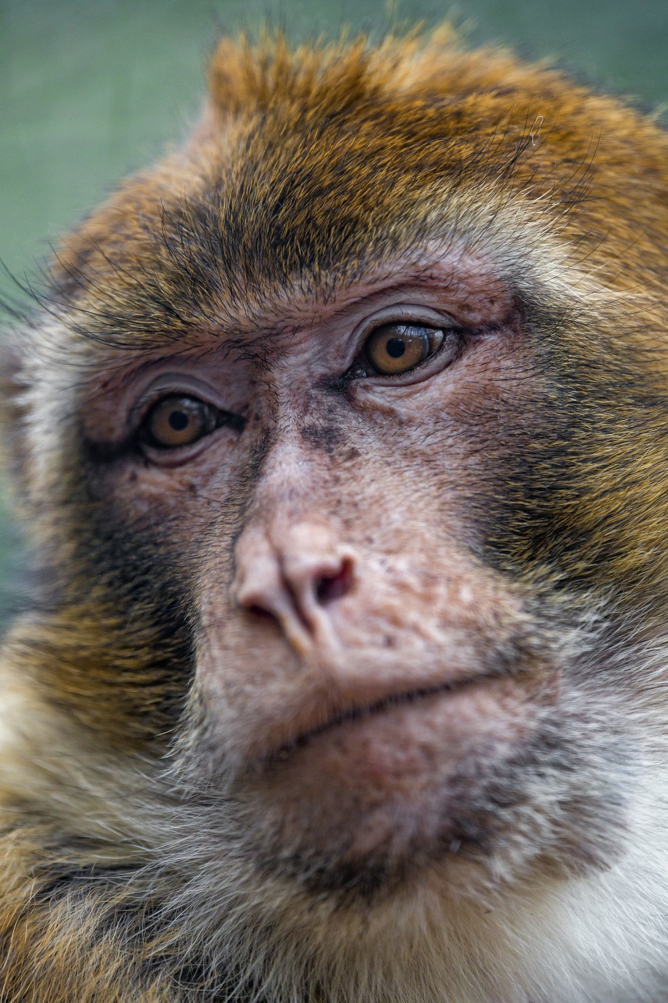 Macaque - Toque, Primates, Wild animals, Zoo, The photo, Longpost