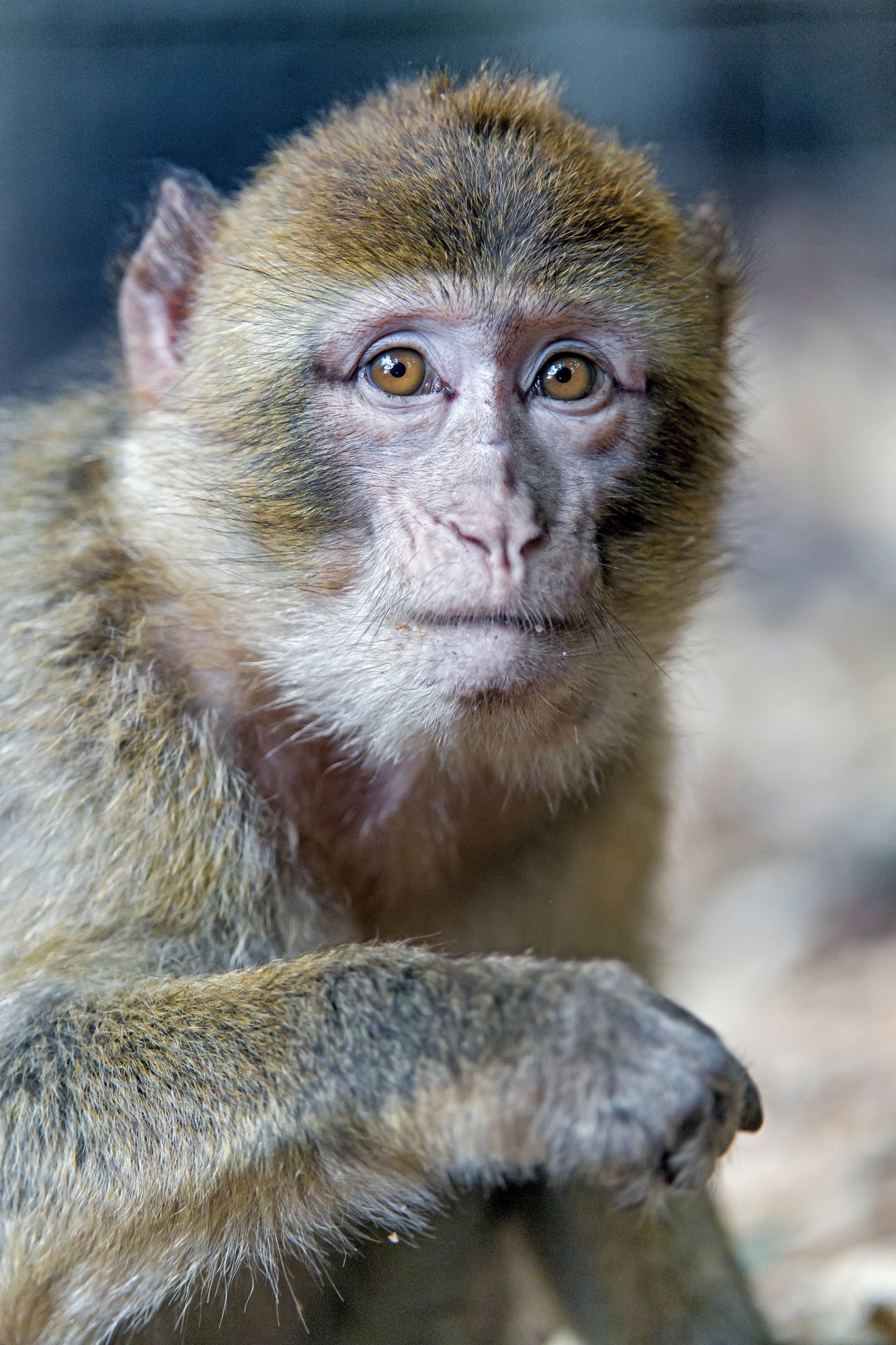 Macaque - Toque, Primates, Wild animals, Zoo, The photo, Longpost