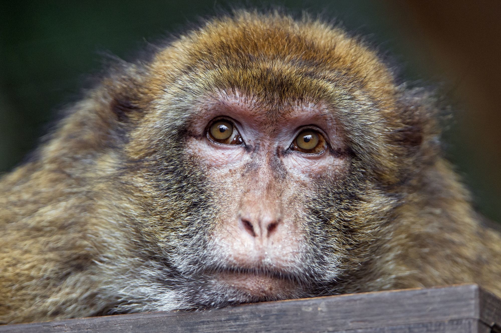 Macaque - Toque, Primates, Wild animals, Zoo, The photo, Longpost