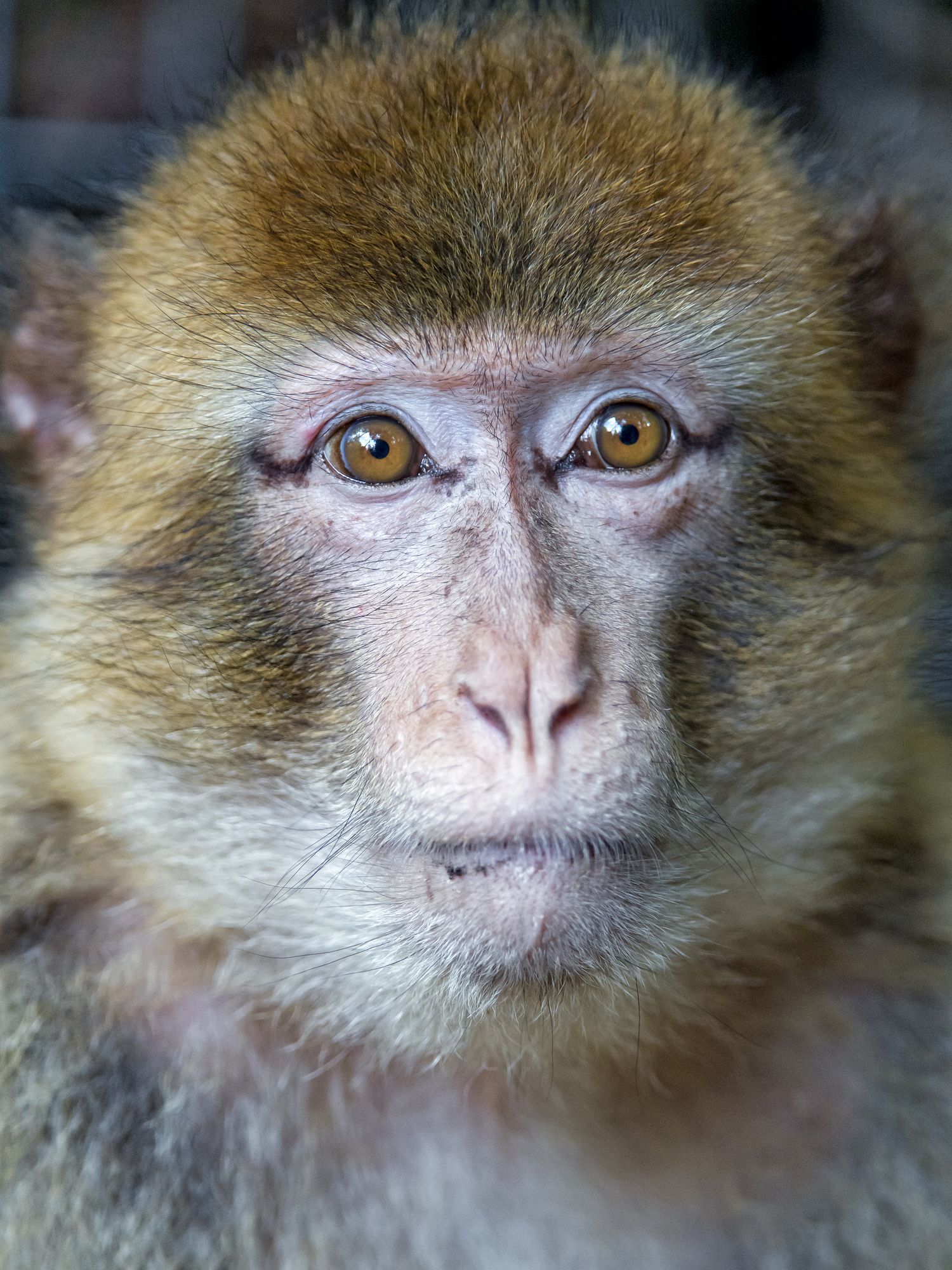 Macaque - Toque, Primates, Wild animals, Zoo, The photo, Longpost