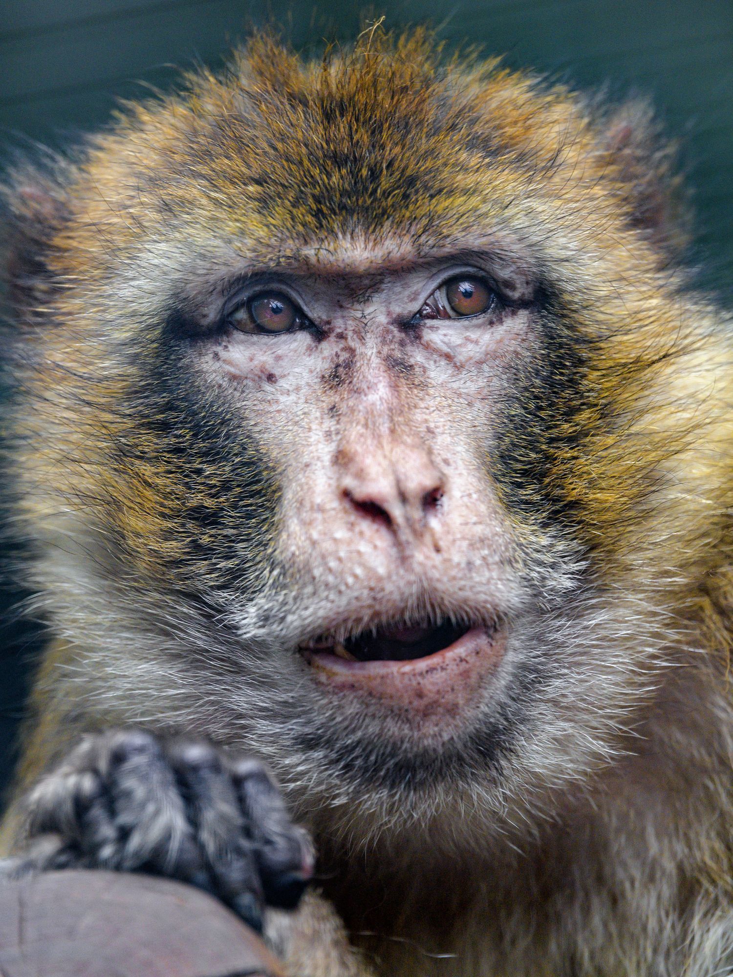 Macaque - Toque, Primates, Wild animals, Zoo, The photo, Longpost