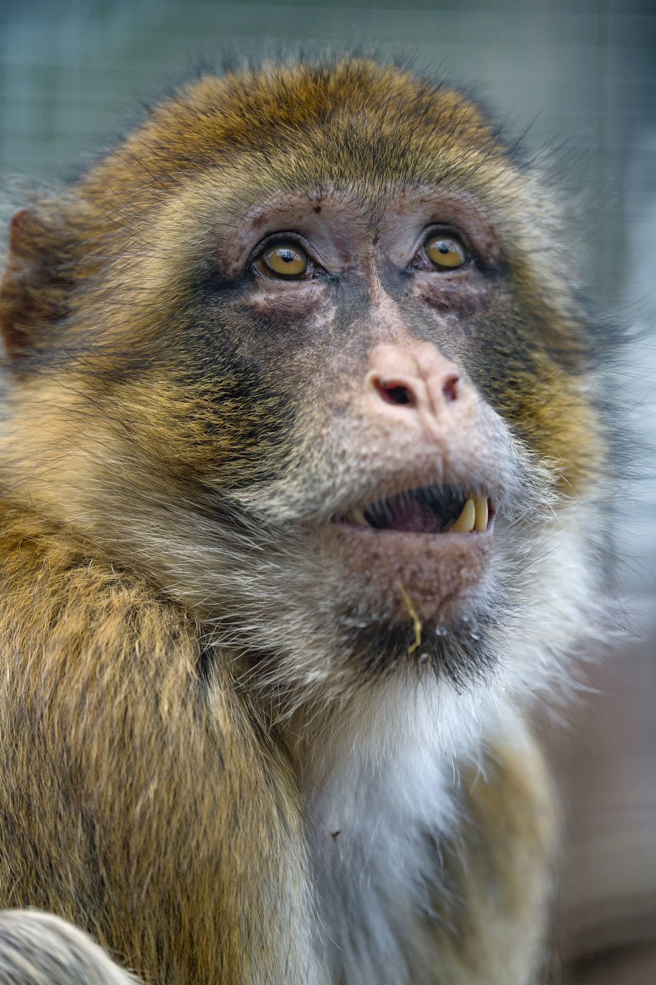 Macaque - Toque, Primates, Wild animals, Zoo, The photo, Longpost