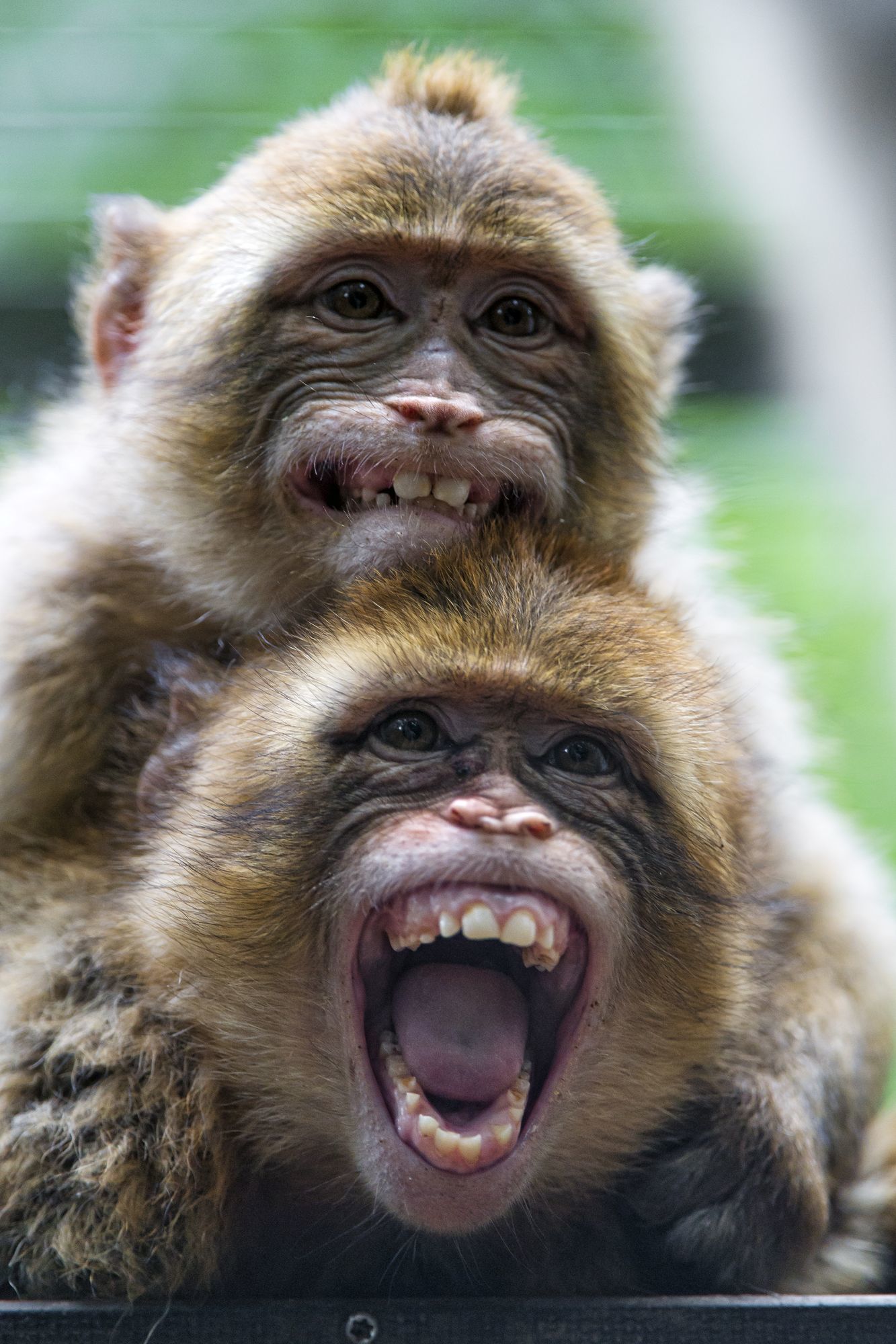 Macaque - Toque, Primates, Wild animals, Zoo, The photo, Longpost