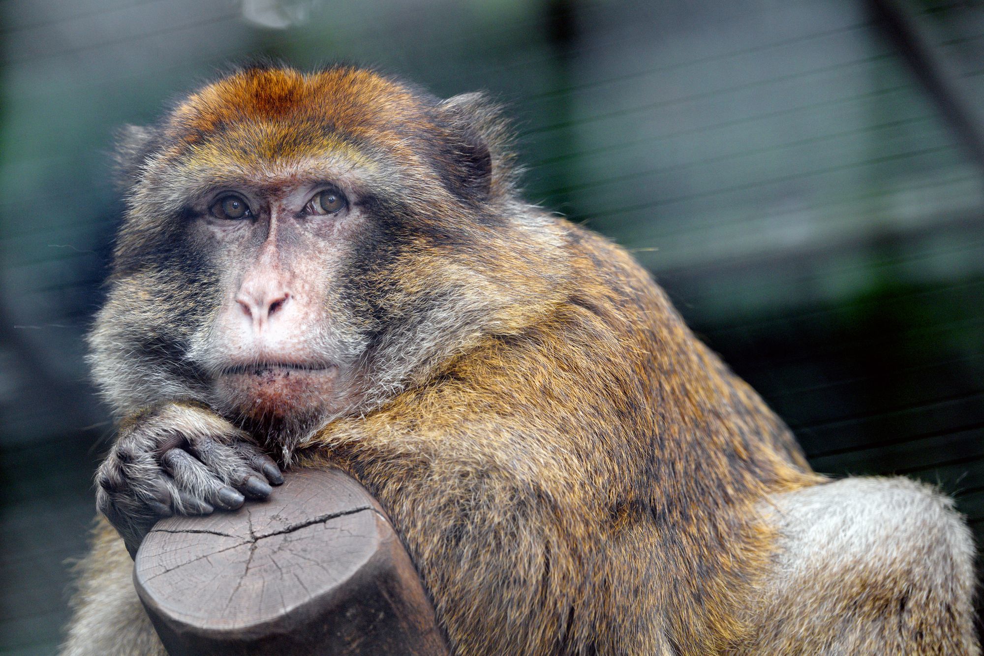 Macaque - Toque, Primates, Wild animals, Zoo, The photo, Longpost