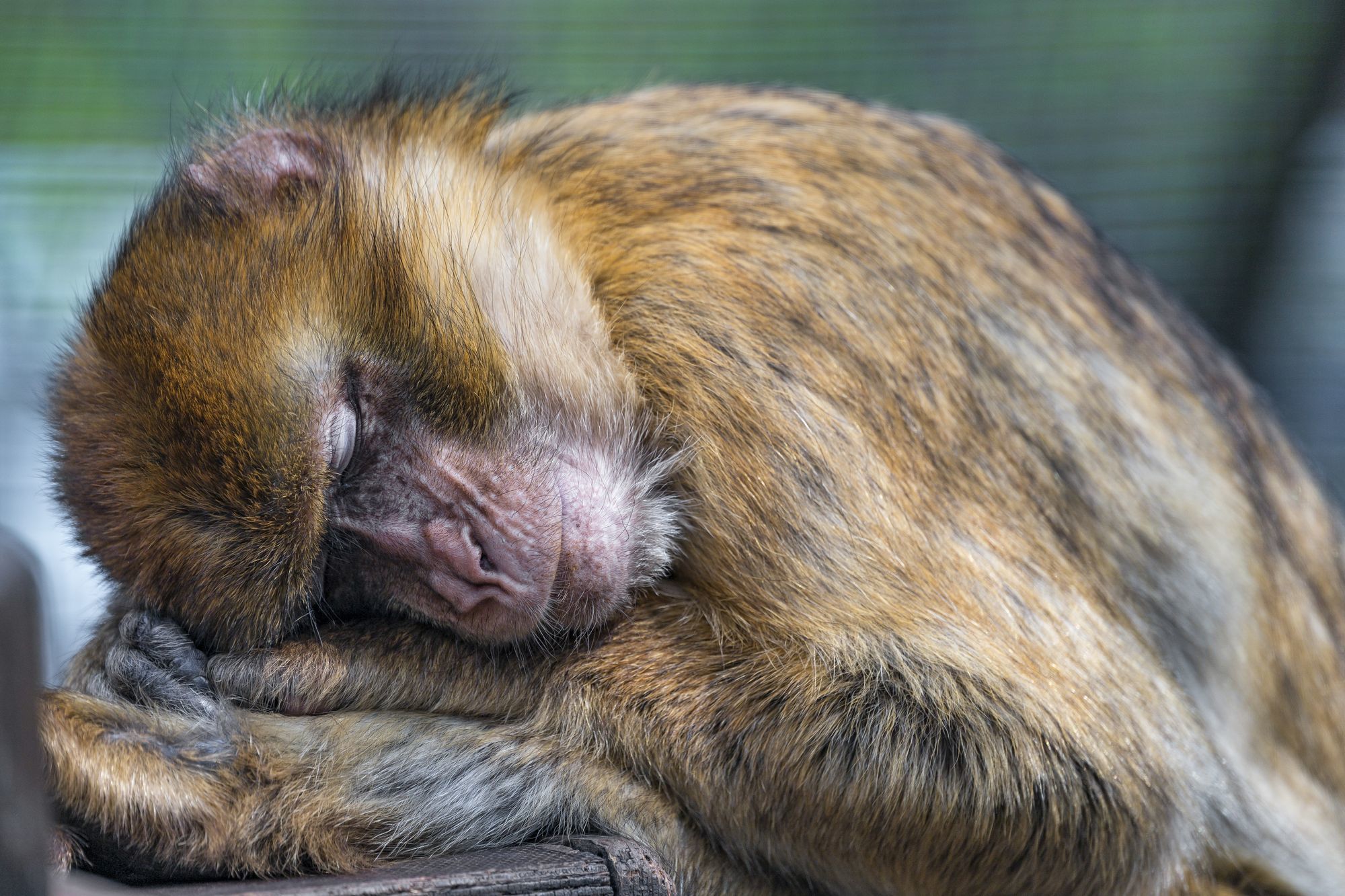 Macaque - Toque, Primates, Wild animals, Zoo, The photo, Longpost