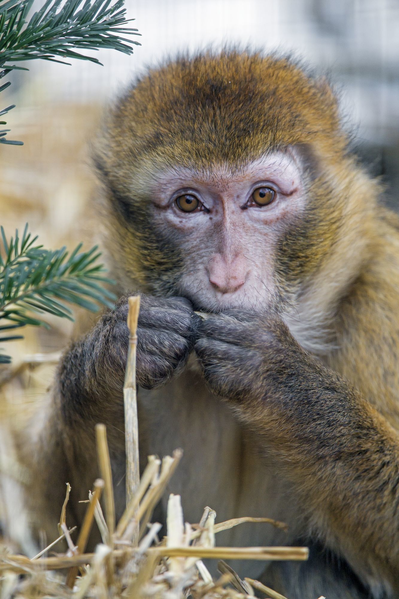 Macaque - Toque, Primates, Wild animals, Zoo, The photo, Longpost