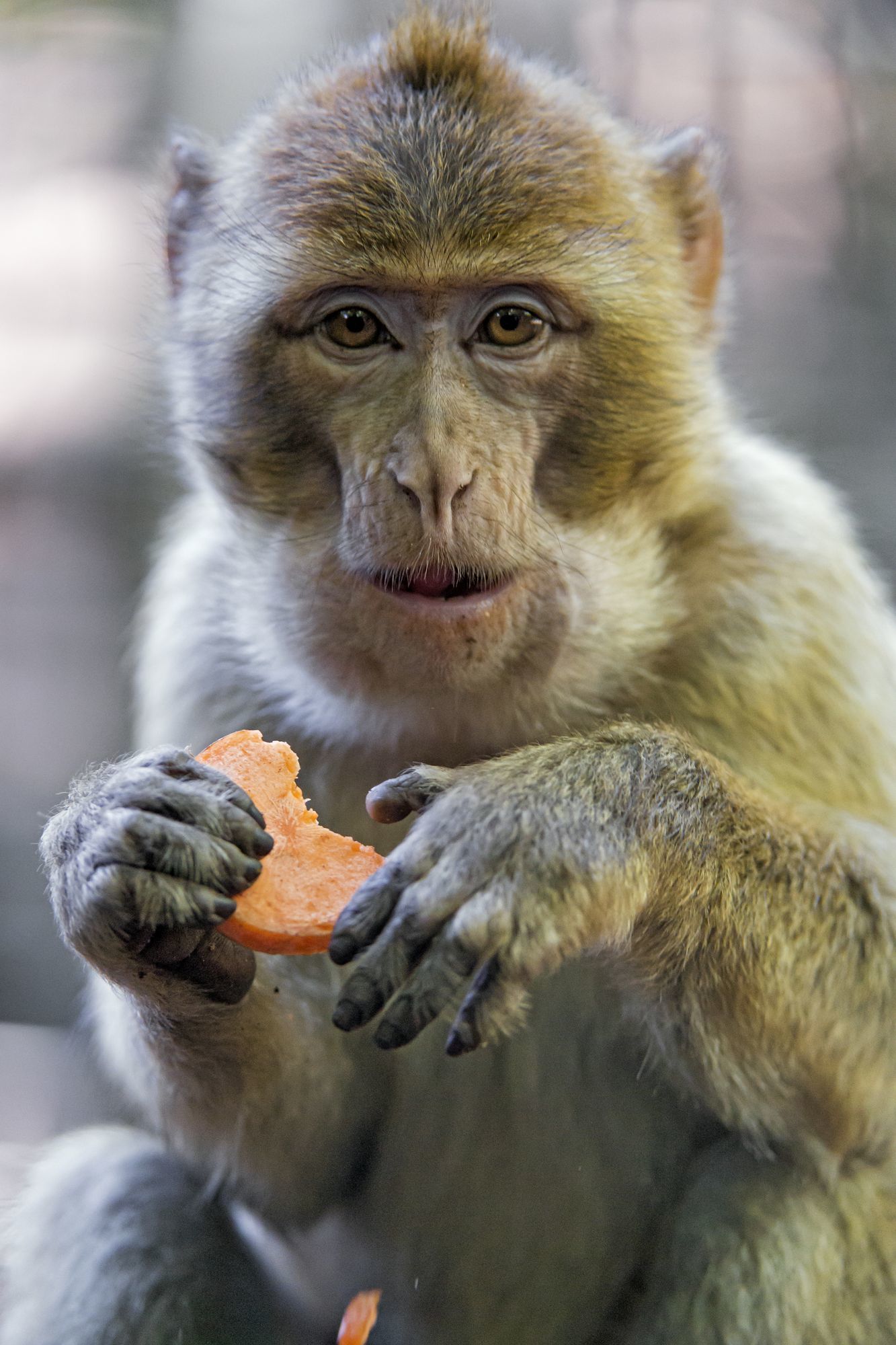 Macaque - Toque, Primates, Wild animals, Zoo, The photo, Longpost