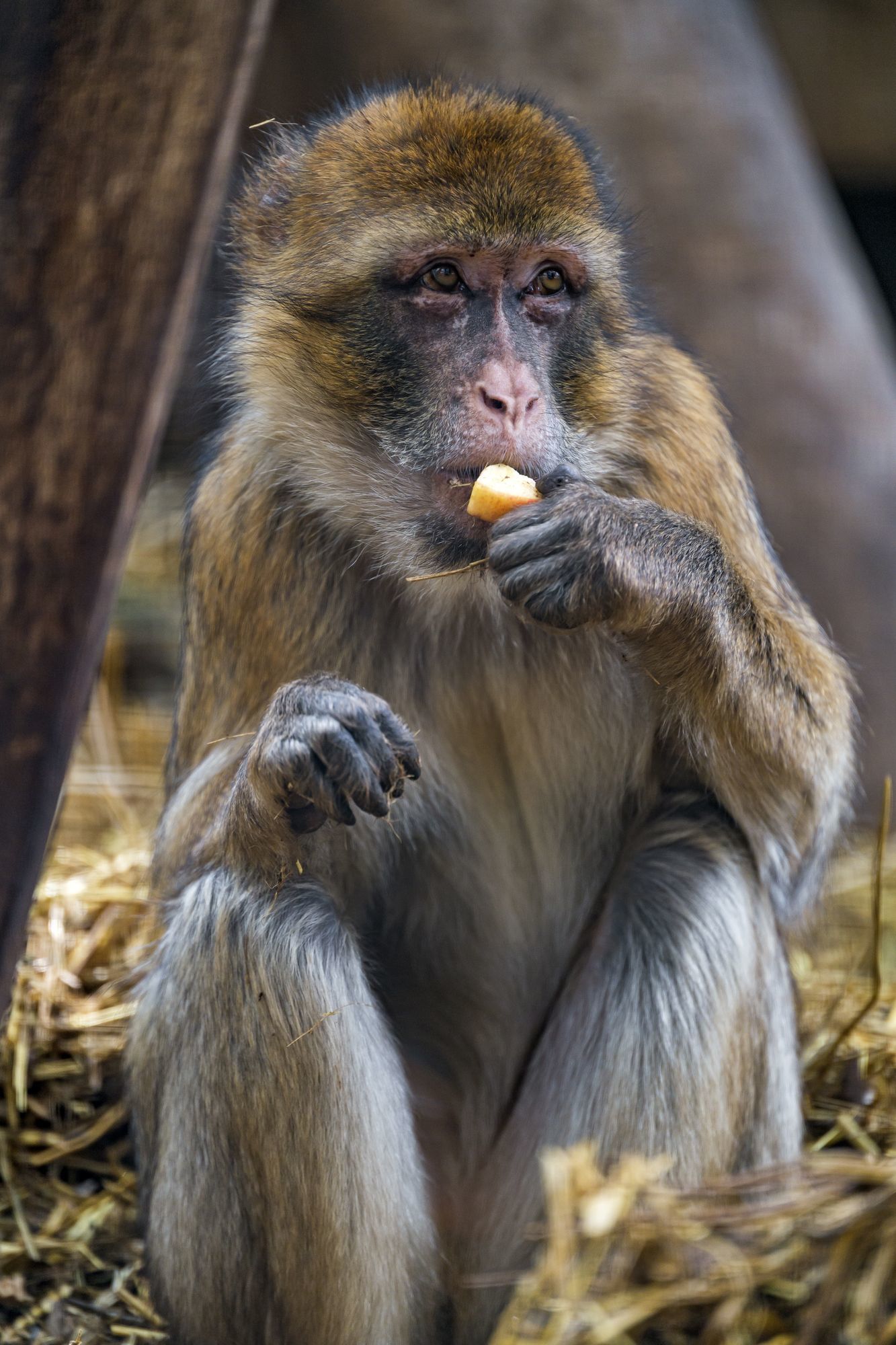 Macaque - Toque, Primates, Wild animals, Zoo, The photo, Longpost