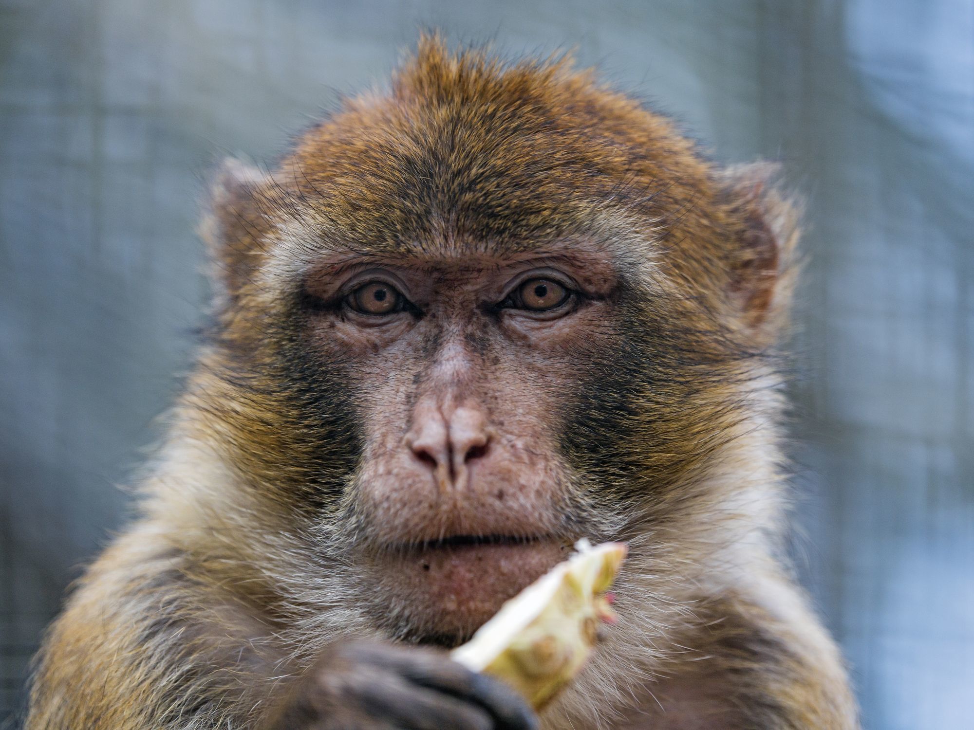 Macaque - Toque, Primates, Wild animals, Zoo, The photo, Longpost