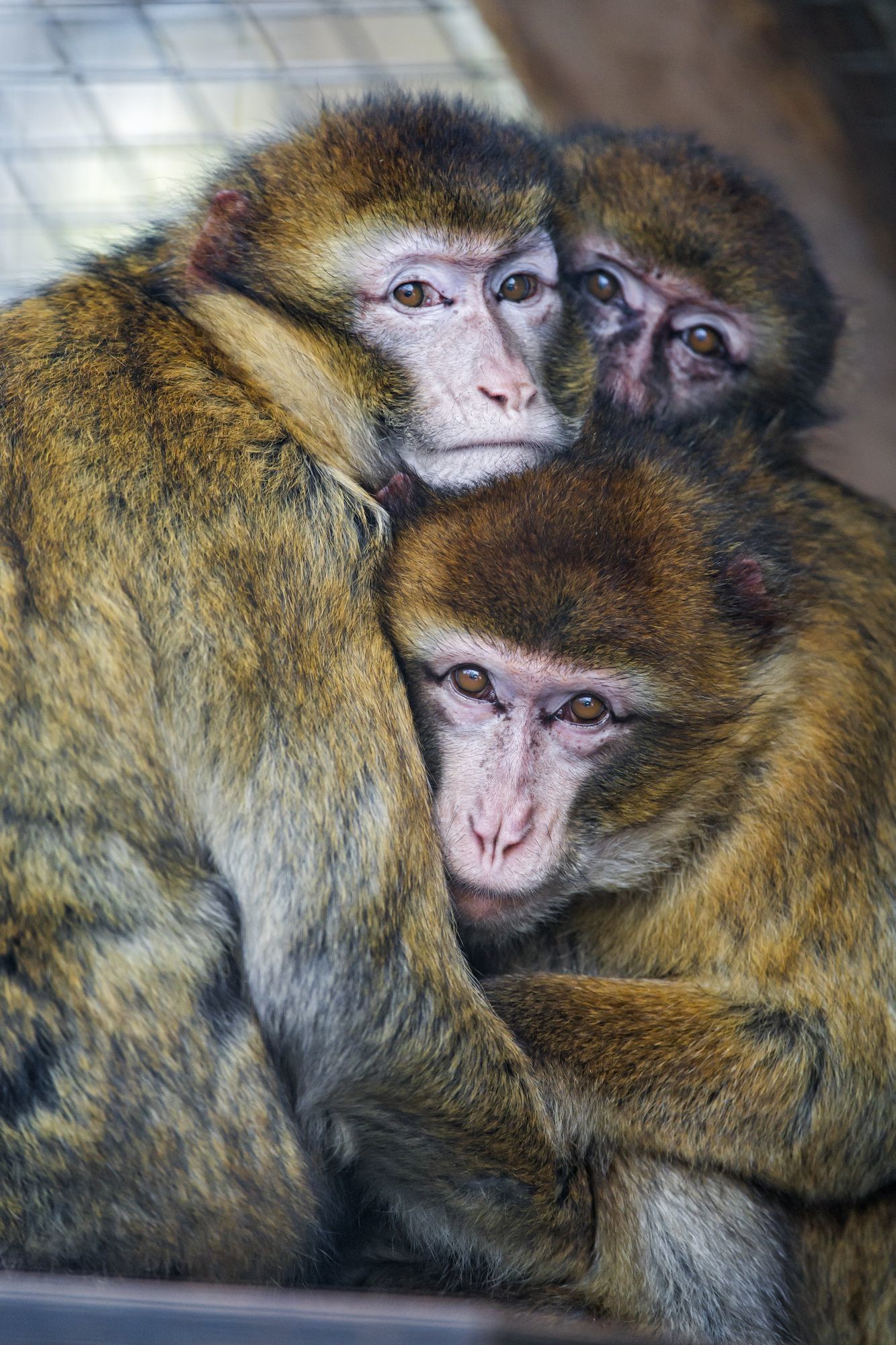 Macaque - Toque, Primates, Wild animals, Zoo, The photo, Longpost