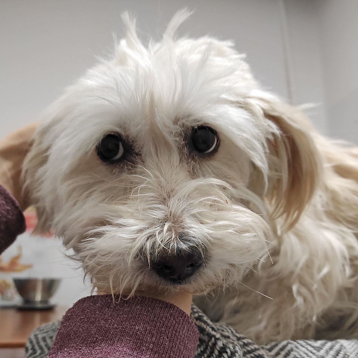 Response to the post A man picked up a 16-year-old very sad dog from the shelter so that he would not die alone. But the old man woke up. - My, Dog, Positive, Old age, Kindness, Found a home, Animal Rescue, Helping animals, Mat, Reply to post, Longpost